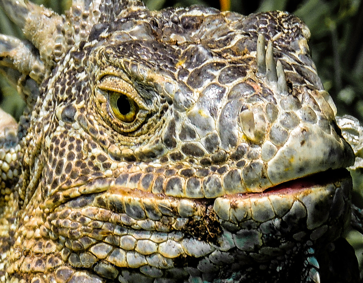 Nikon Coolpix P510 sample photo. Reptilian encounter photography