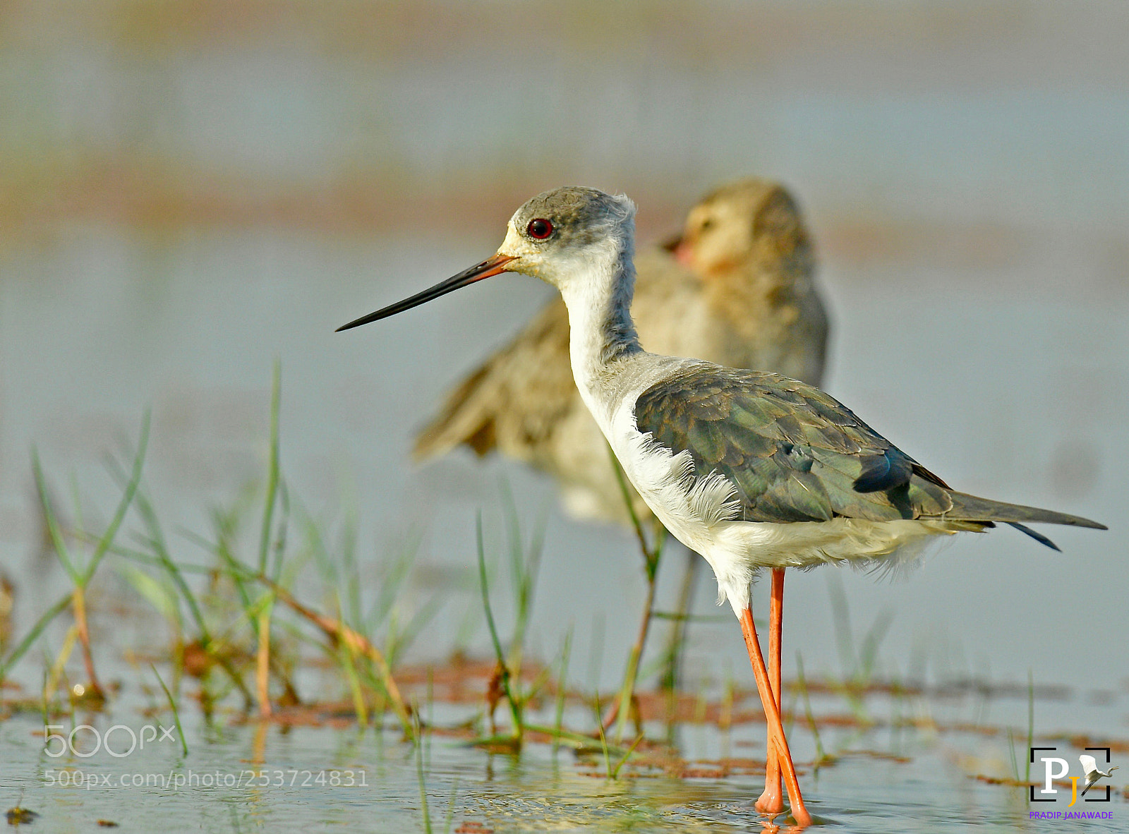 Nikon D5 sample photo. Stilt photography