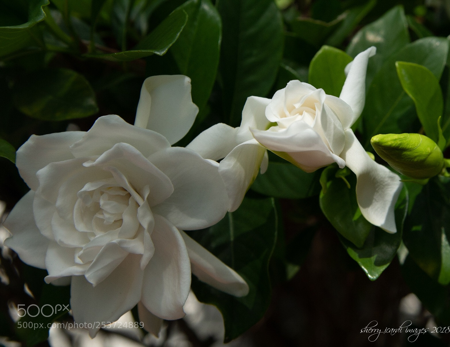 Nikon D850 sample photo. Gardenias photography