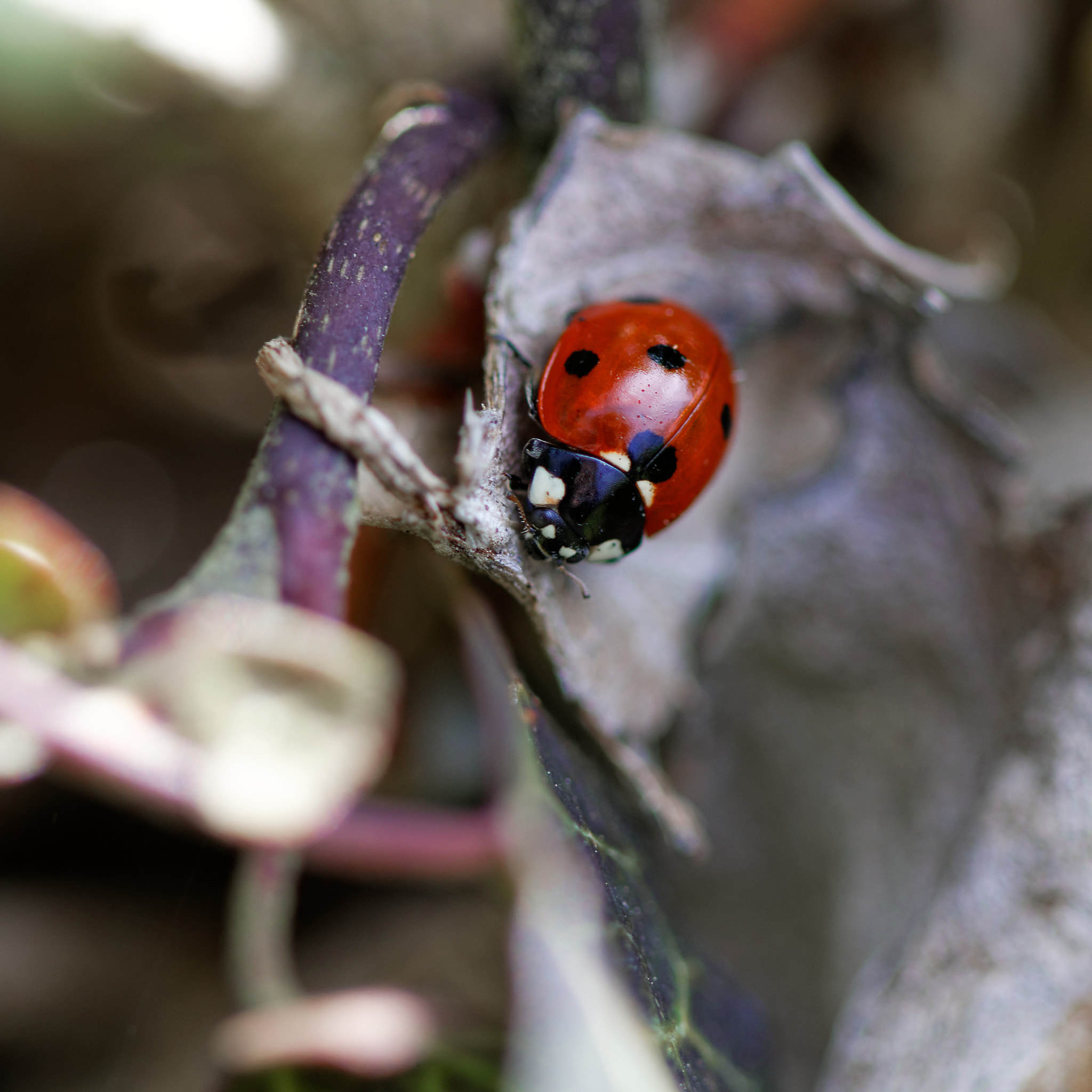 Canon EF 100mm F2.8 Macro USM sample photo. In the garden photography