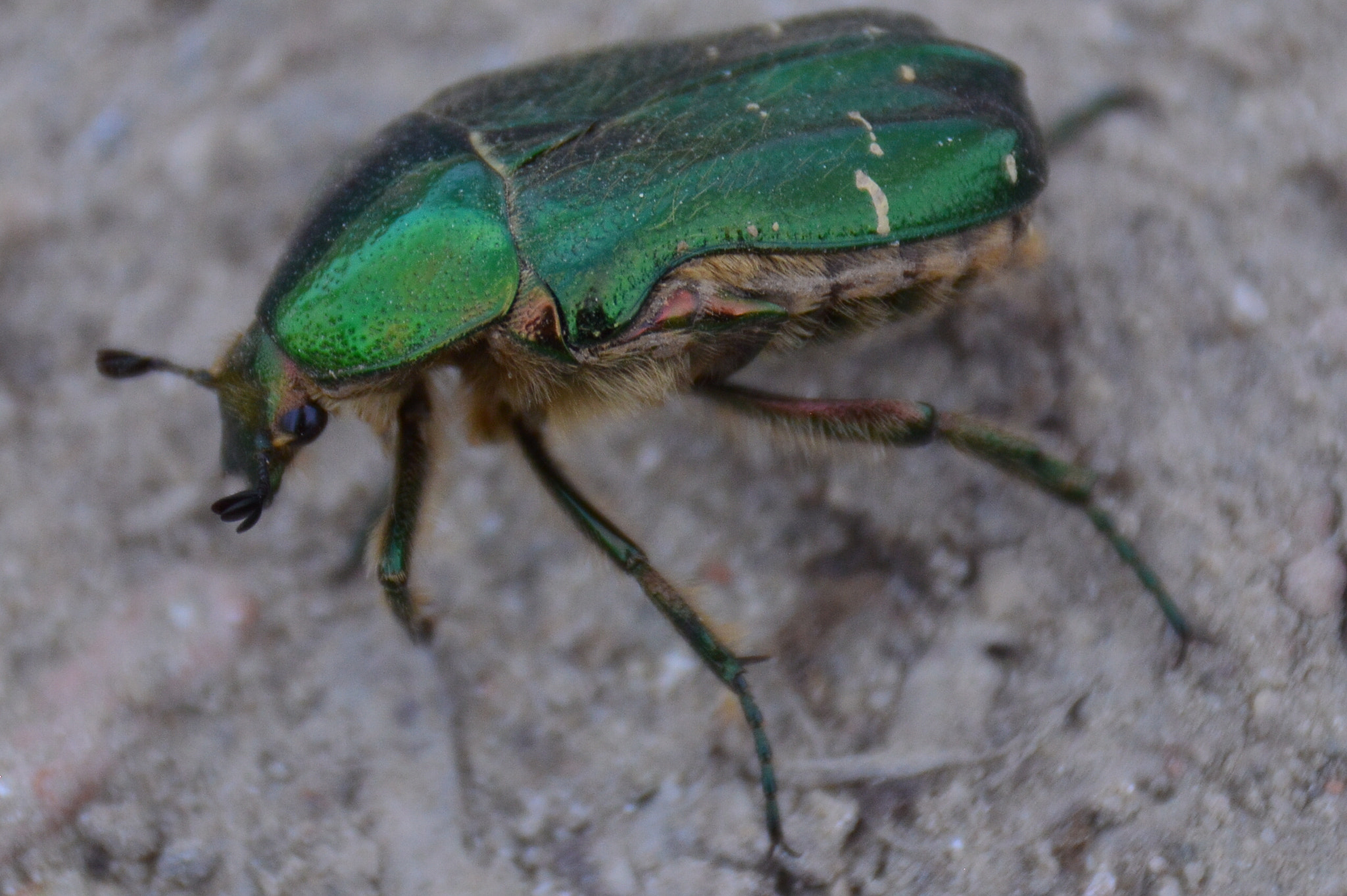 Nikon D3200 + Sigma 18-250mm F3.5-6.3 DC Macro OS HSM sample photo. Rose beetle on a walk photography