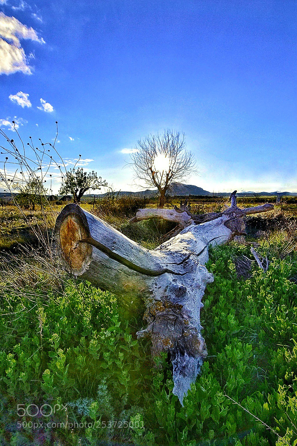 Nikon D5500 sample photo. The decline of nature photography