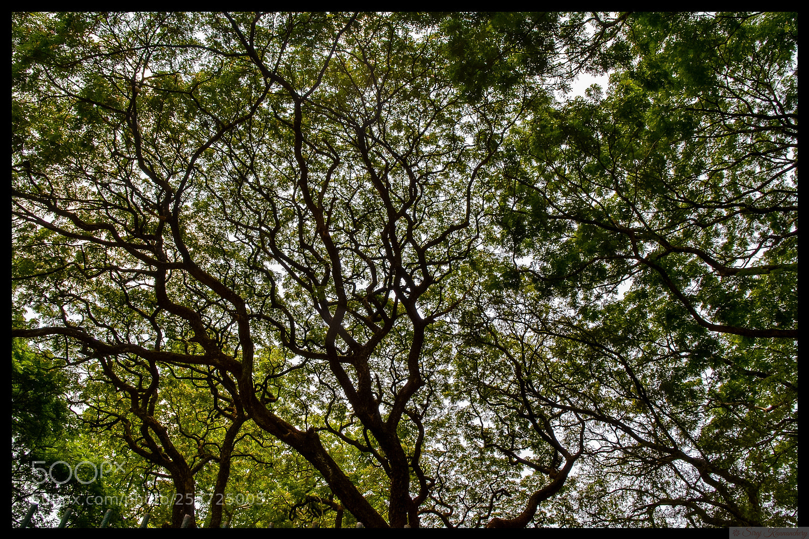 Nikon D3100 sample photo. The tree art.... photography