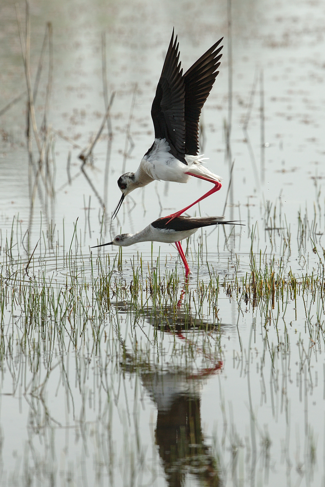 Canon EF 300mm F2.8L IS II USM sample photo. Échasse blanche photography