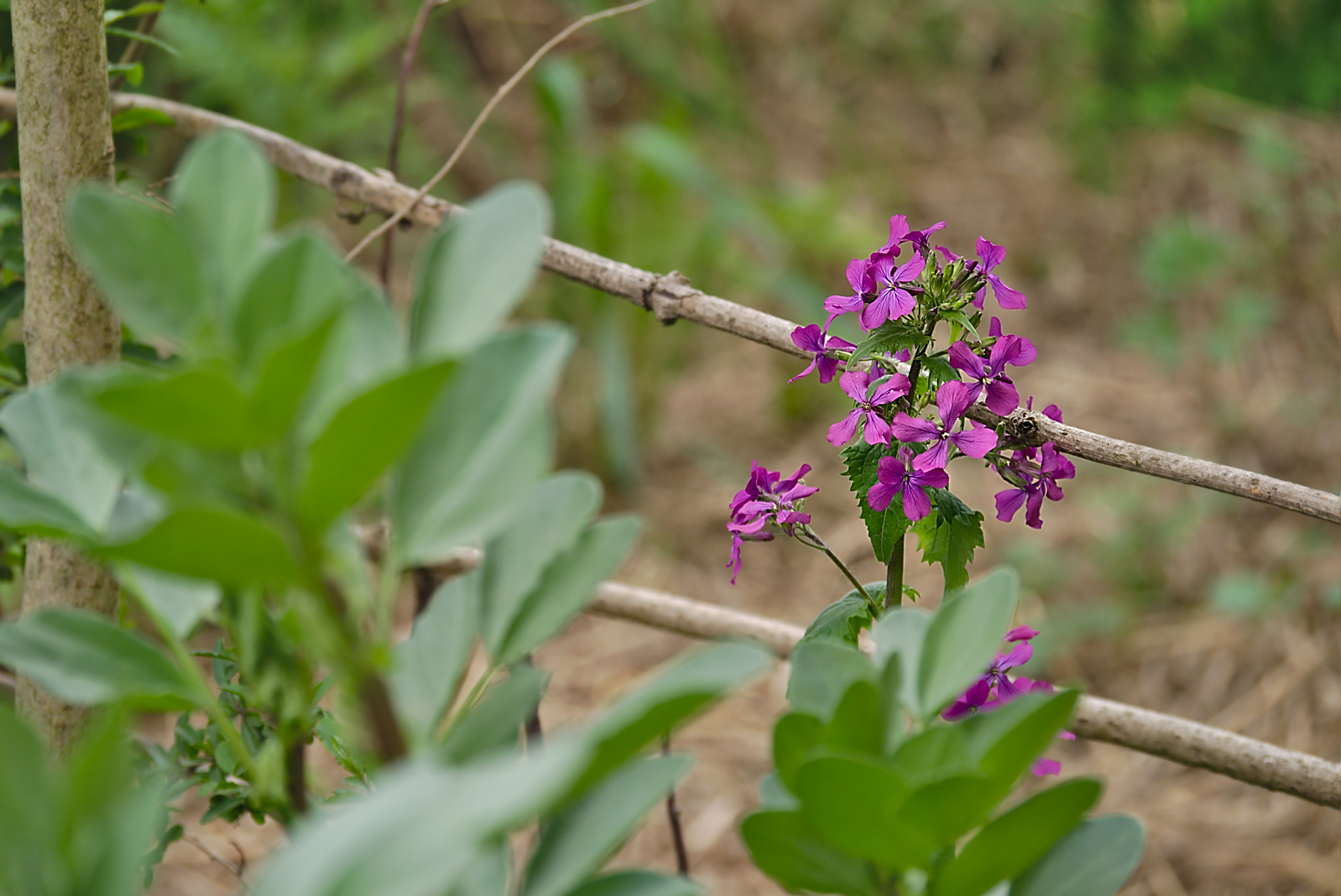 Panasonic Lumix DMC-GM1 sample photo. 2018 04 14 08 lunaria, flower honesty.jpg photography
