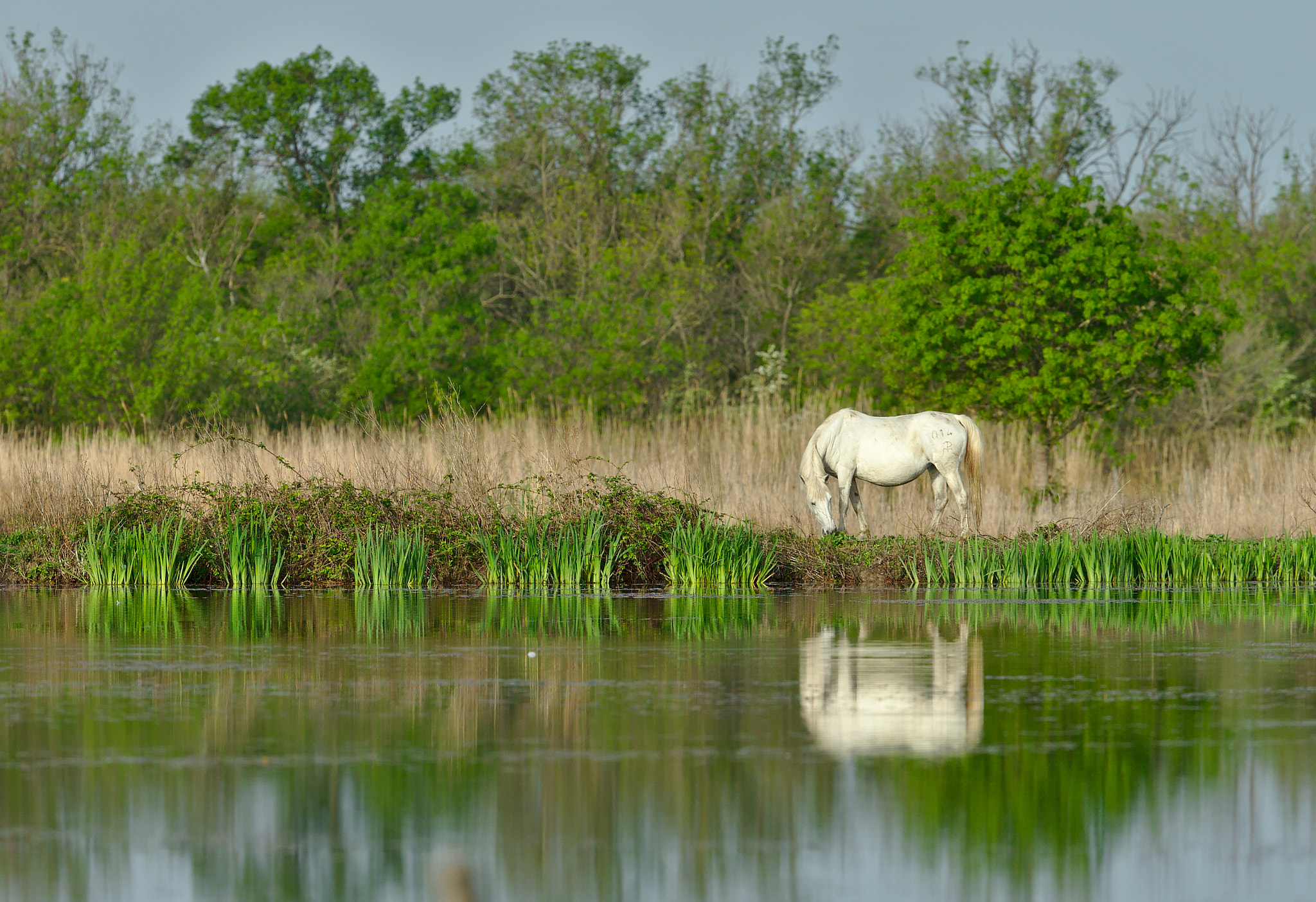 Canon EF 300mm F2.8L IS II USM sample photo. Cheval photography