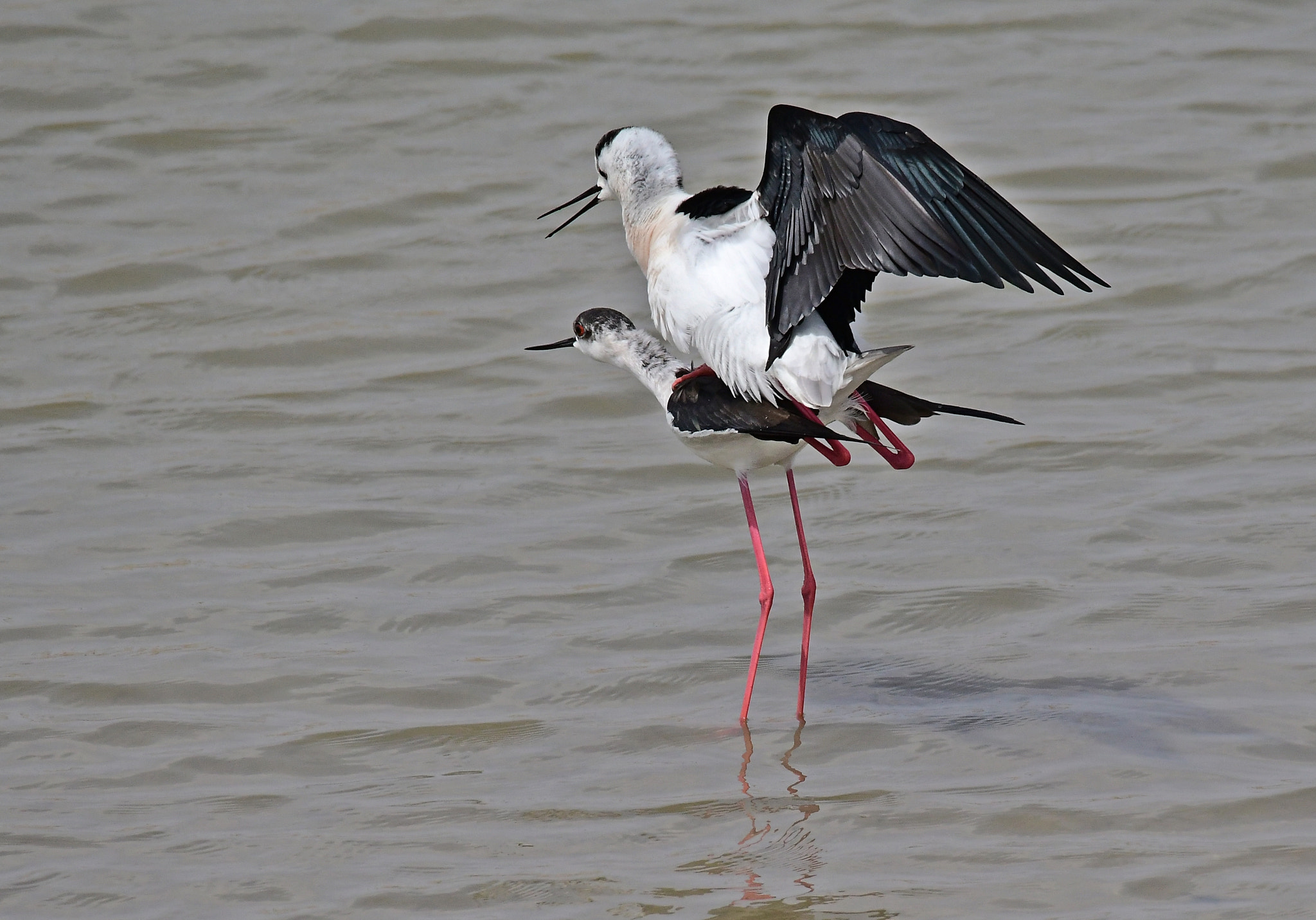 Nikon D500 + Sigma 150-600mm F5-6.3 DG OS HSM | S sample photo. Black winged stilt photography