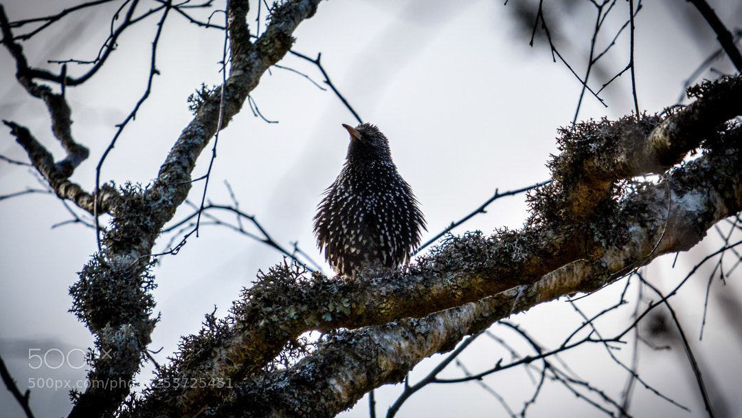 Nikon D5200 sample photo. Brrrr. photography