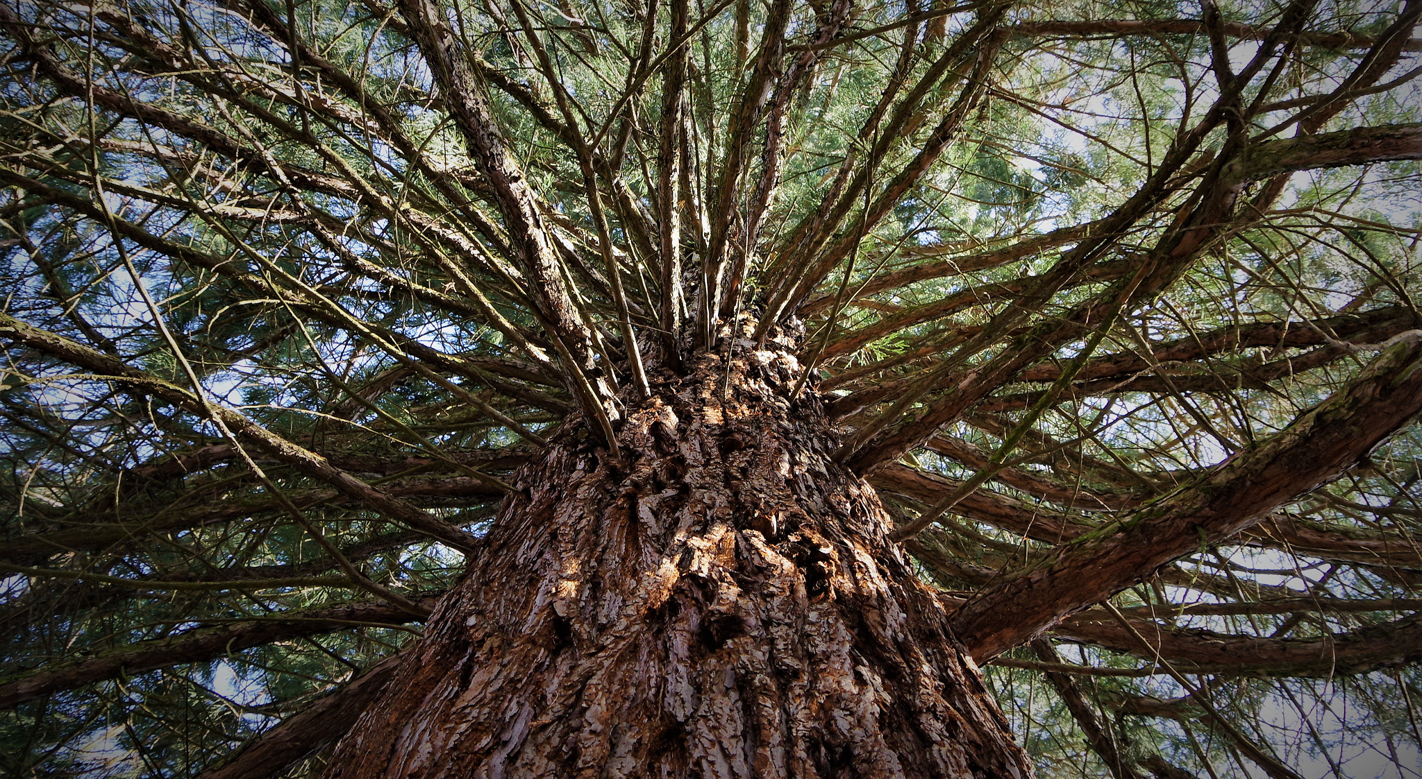 Pentax K-70 sample photo. Sequoic - the king of trees photography