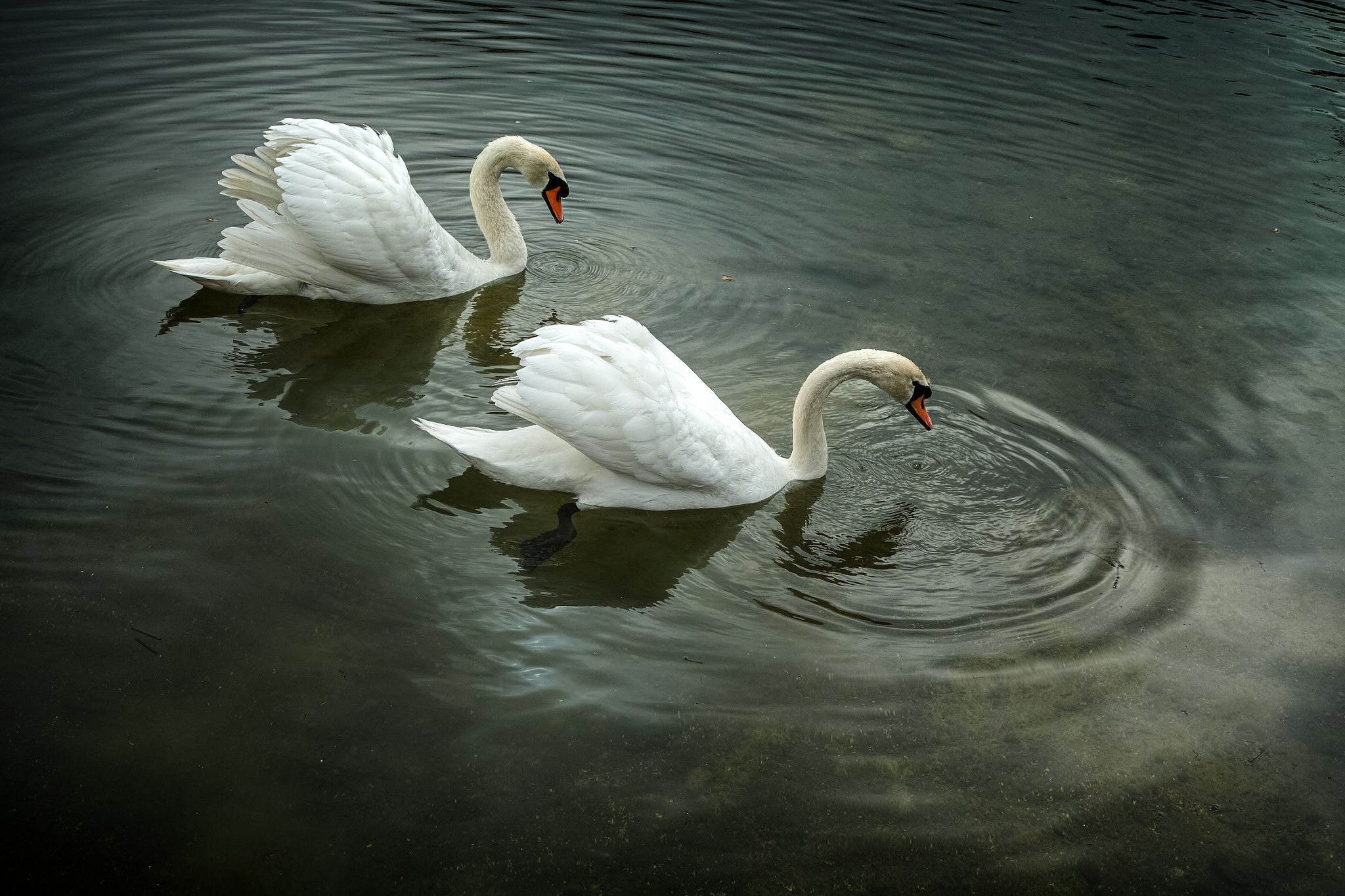 Sigma DP2 Merrill sample photo. Swans photography