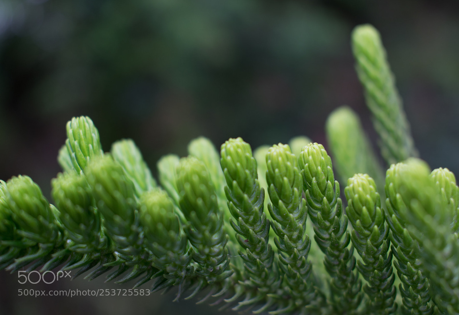 Nikon D5300 sample photo. Untitled photography