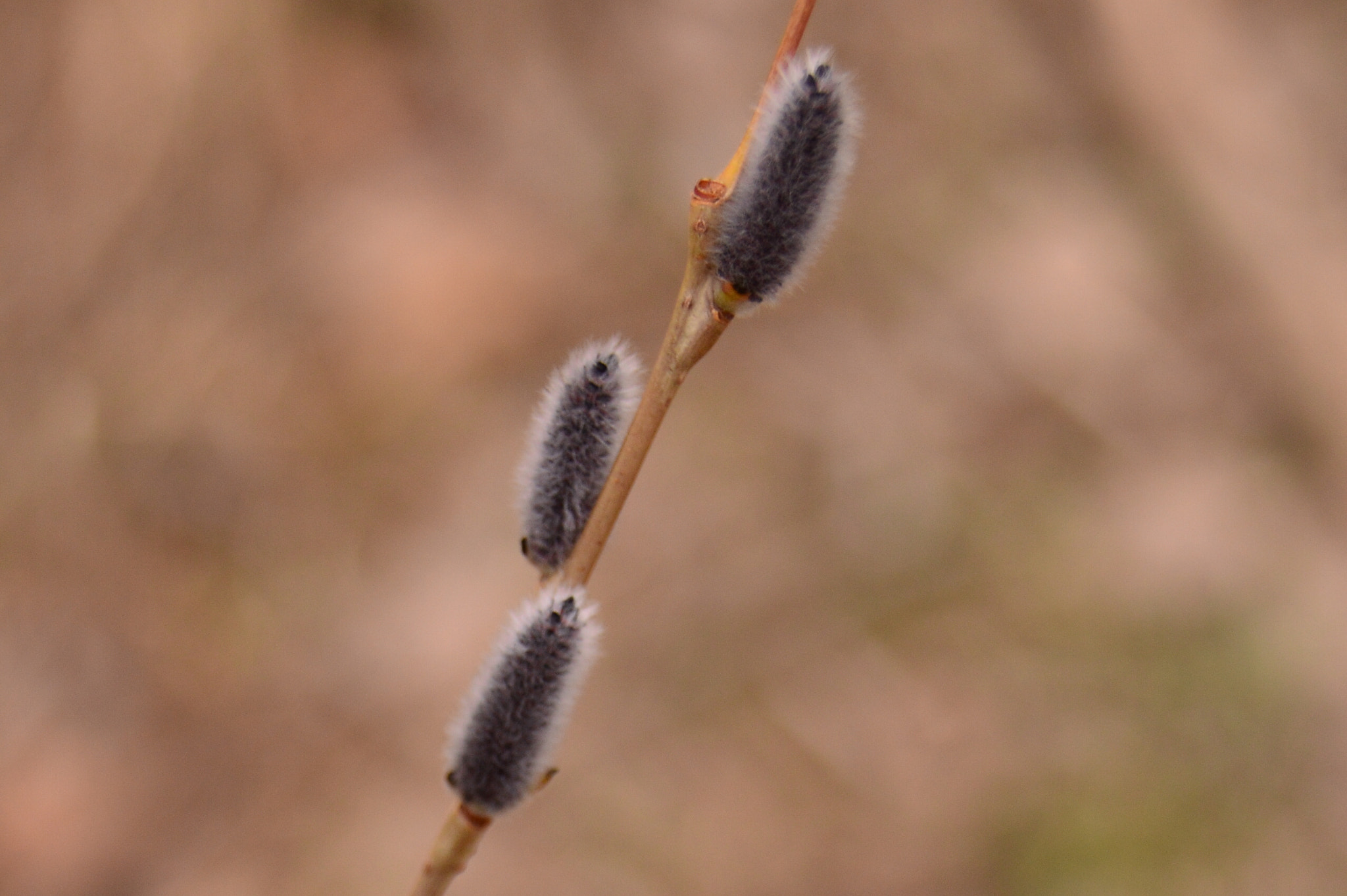 Nikon D3200 sample photo. Willow catkins photography