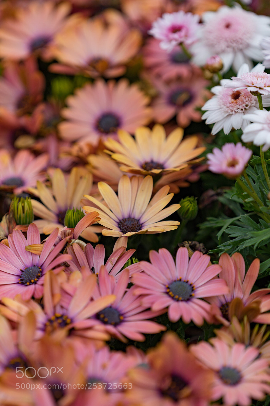 Sony a7 II sample photo. Untitled photography