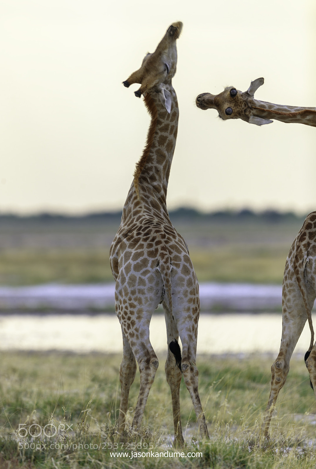 Canon EOS-1D X Mark II sample photo. Giraffes photography