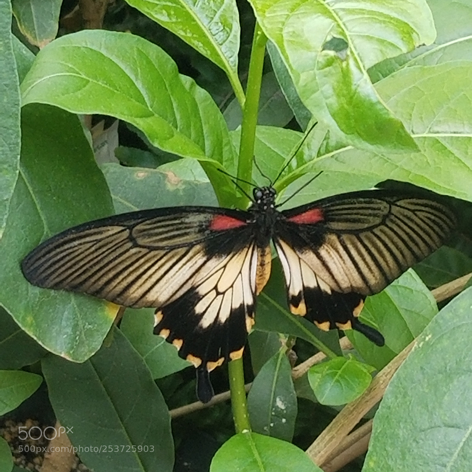 Samsung Galaxy S8 sample photo. Butterfly 1 photography