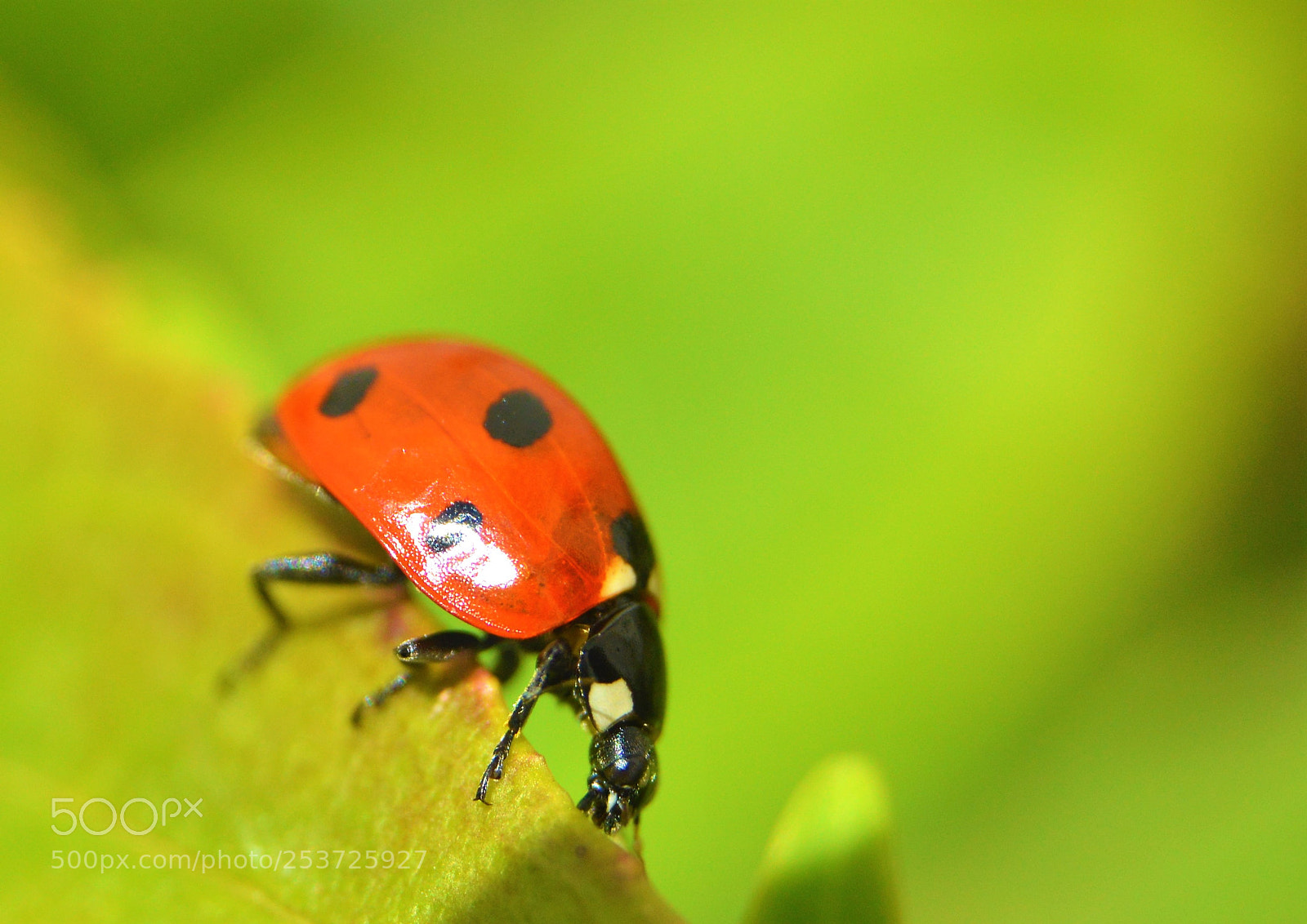 Nikon D3200 sample photo. Coccinelle photography