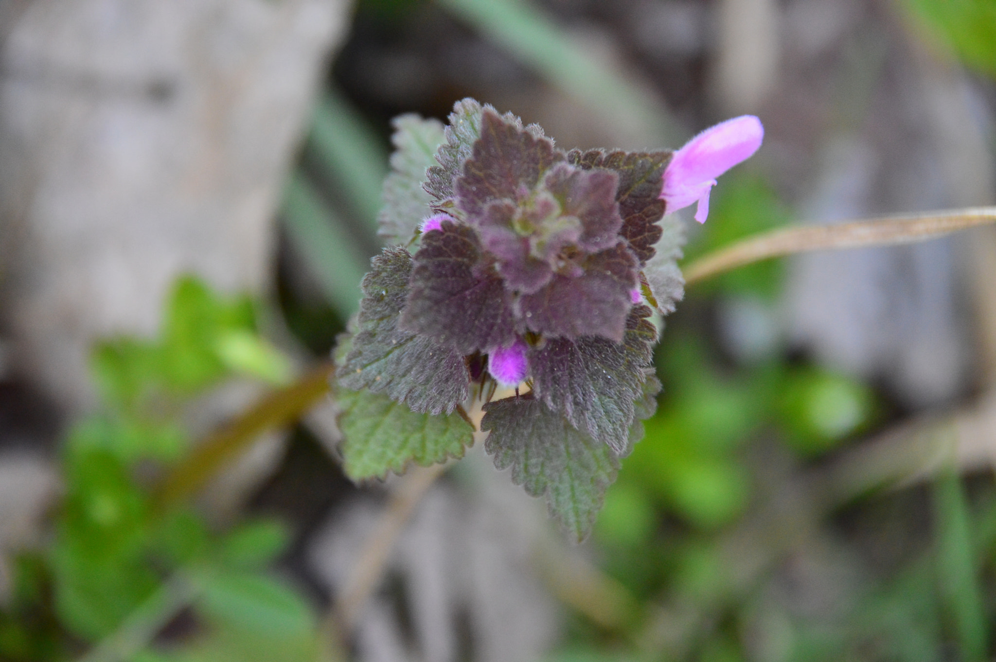 Sigma 18-250mm F3.5-6.3 DC Macro OS HSM sample photo. Dead nettle photography