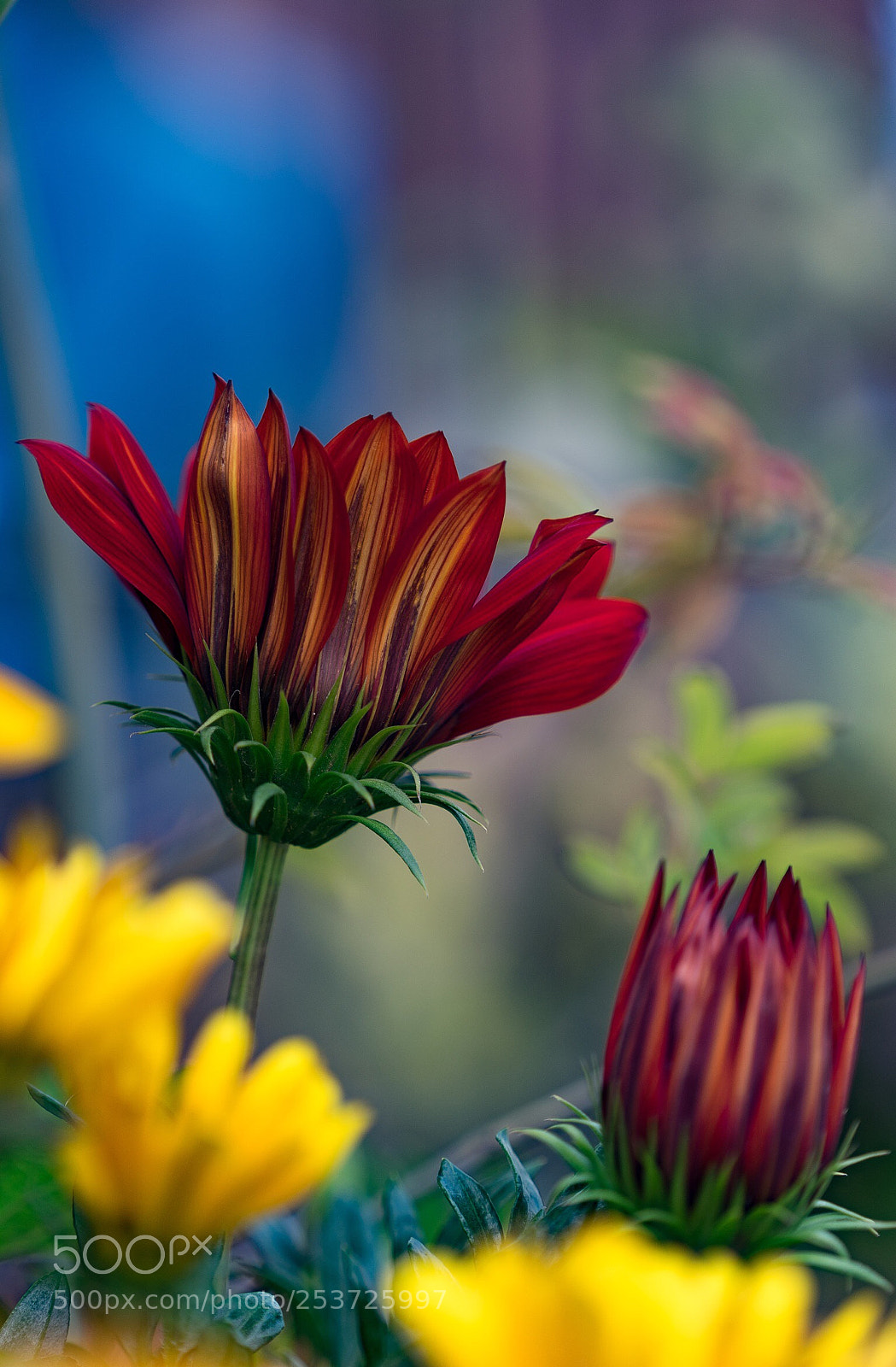 Sony a7 II sample photo. Untitled photography
