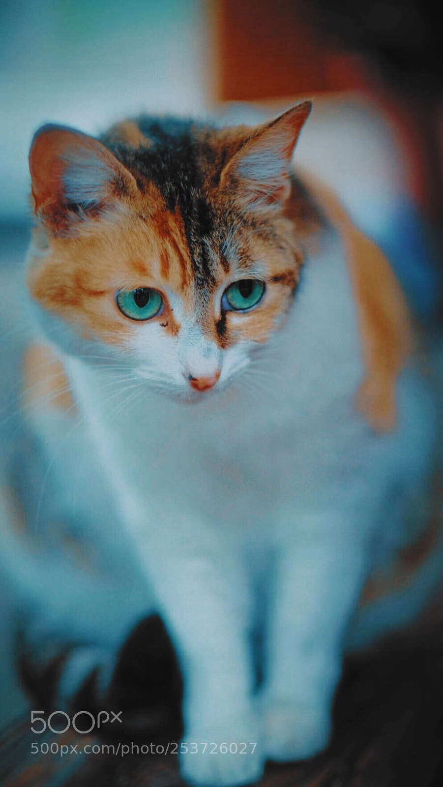 Fujifilm X-T2 sample photo. 毛耳 photography