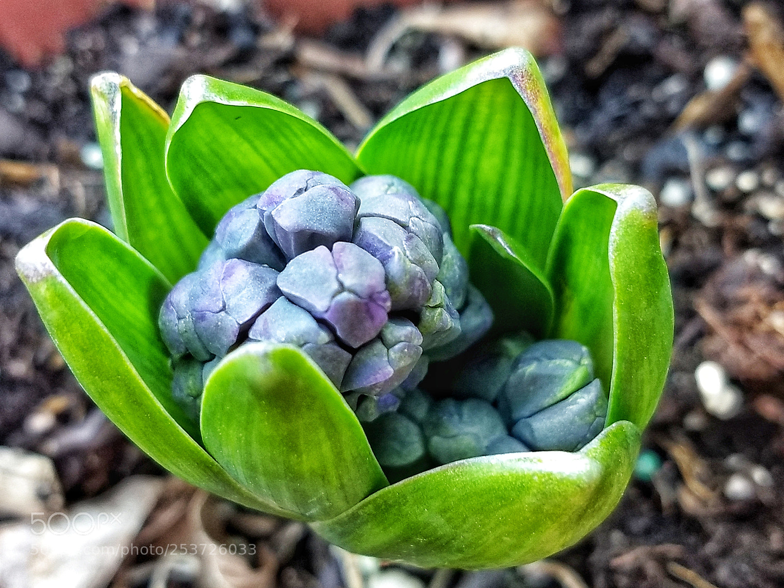 Motorola Moto Z (2) Play sample photo. Hyacinth wrap photography
