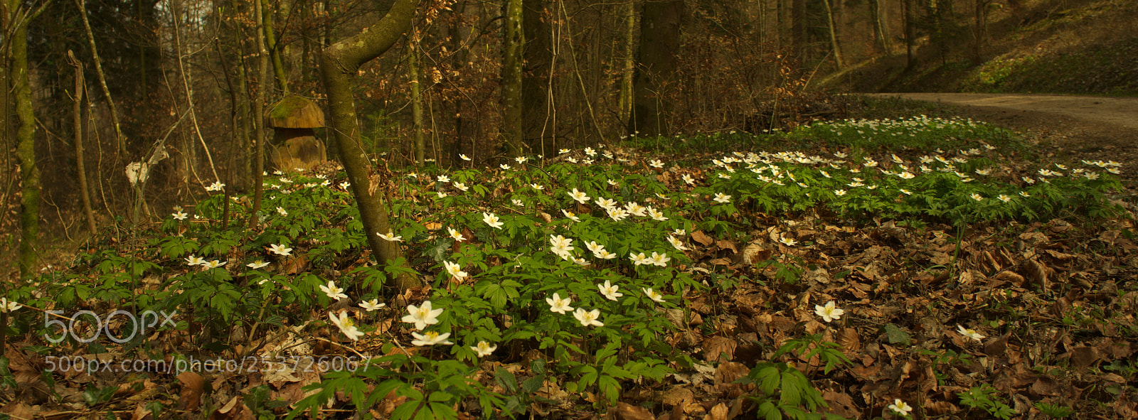 Sony Alpha NEX-5N sample photo. Wood anemones photography