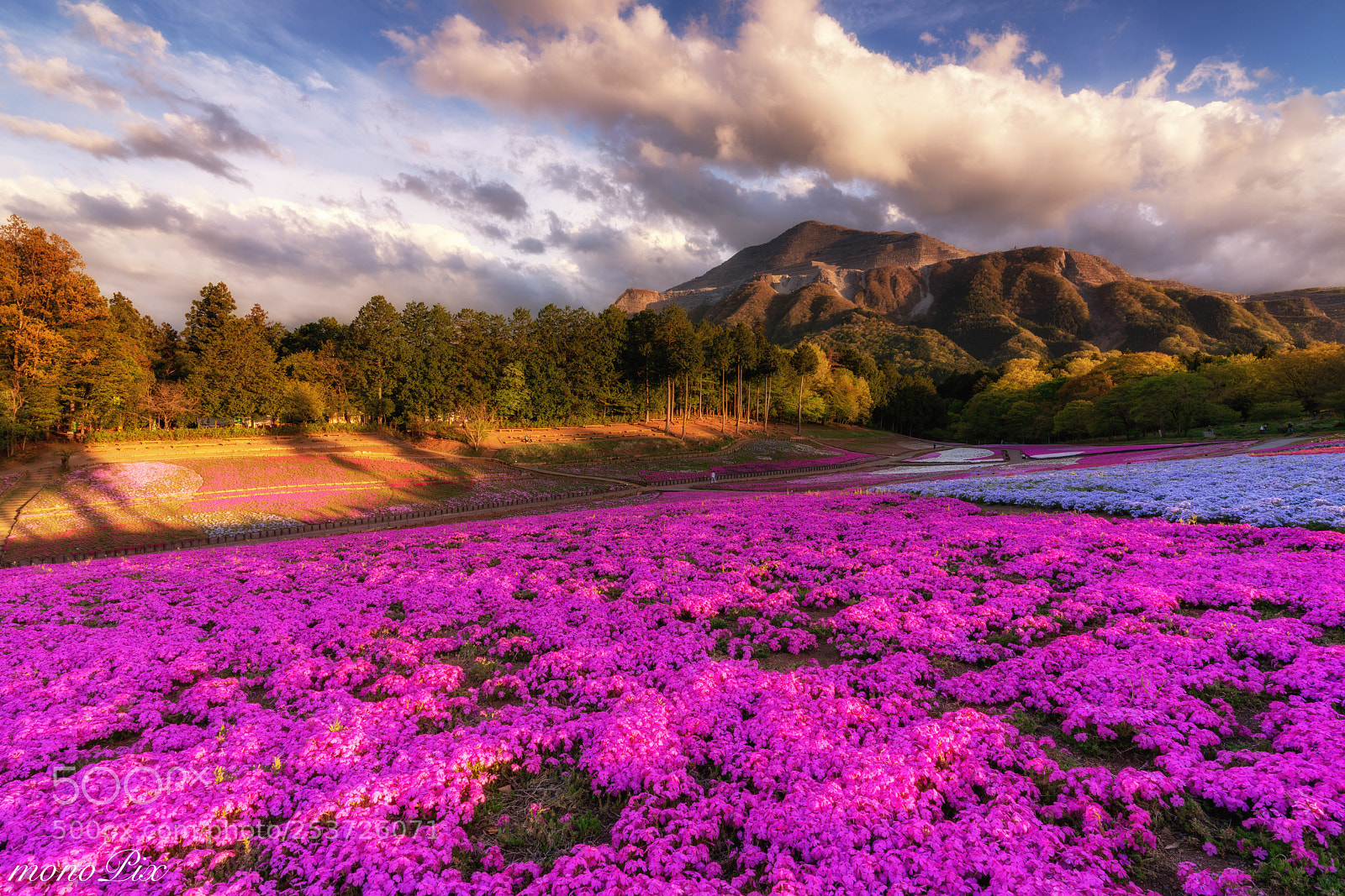 Sony a7R III sample photo. Hill of moss phlox photography