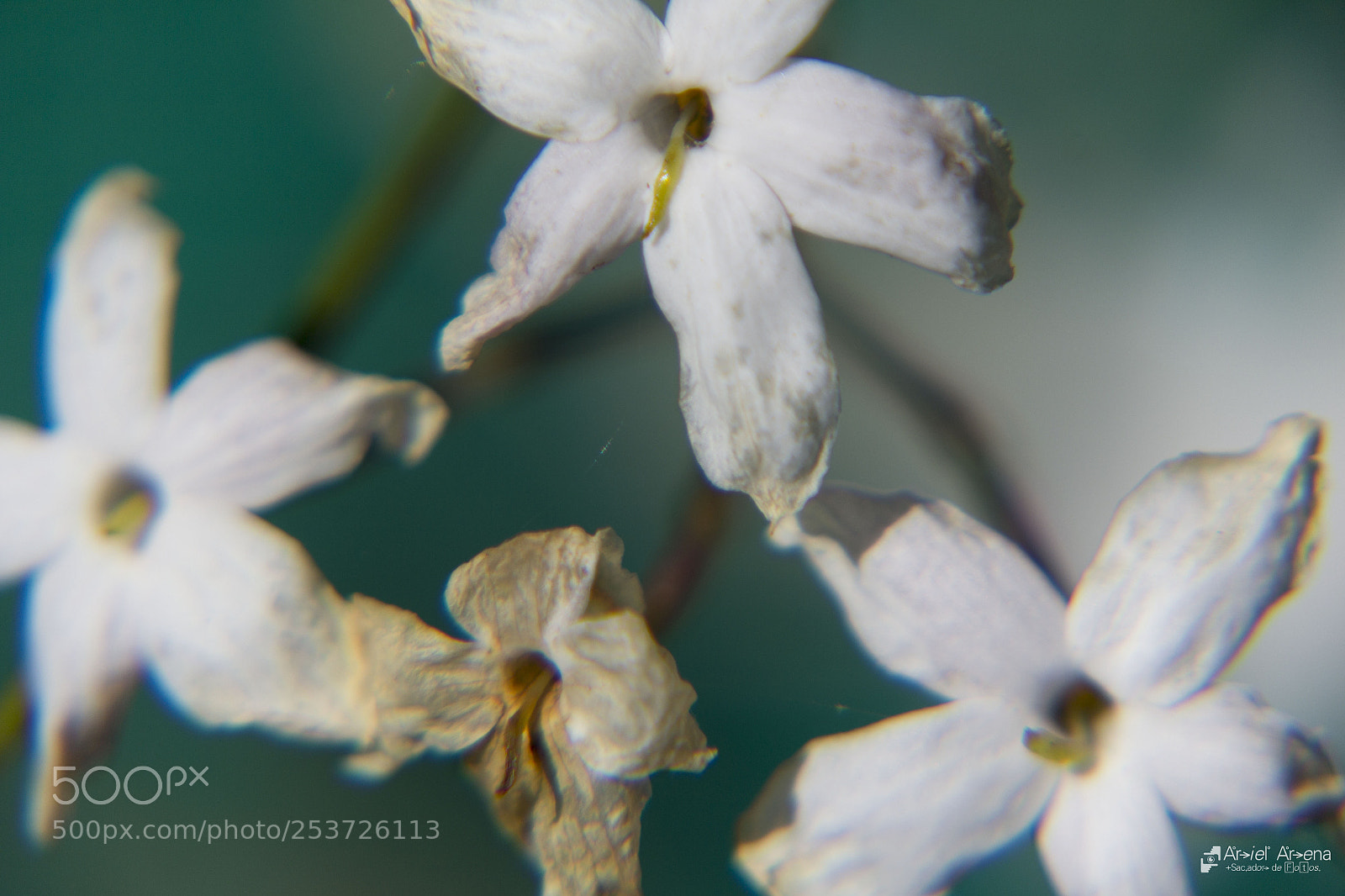 Canon EOS 60D sample photo. Mg photography