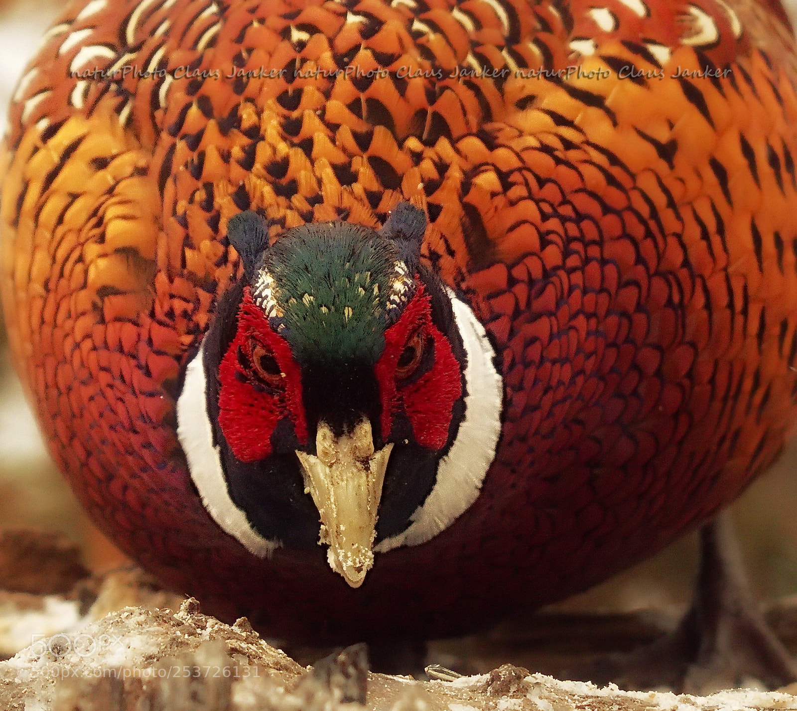Canon EOS 70D sample photo. Goldvogel photography