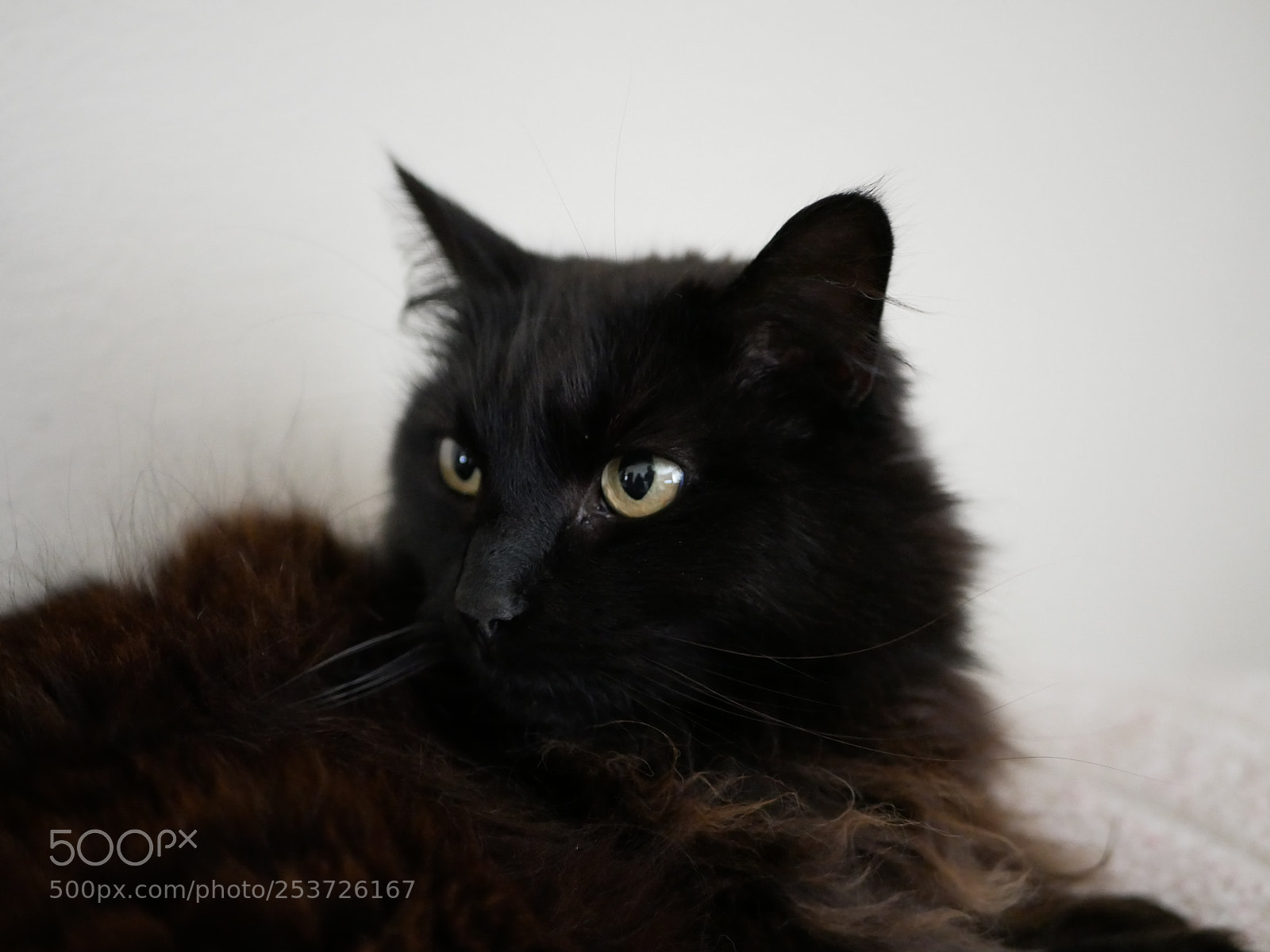 Panasonic Lumix DMC-GX85 (Lumix DMC-GX80 / Lumix DMC-GX7 Mark II) sample photo. The pretty one photography