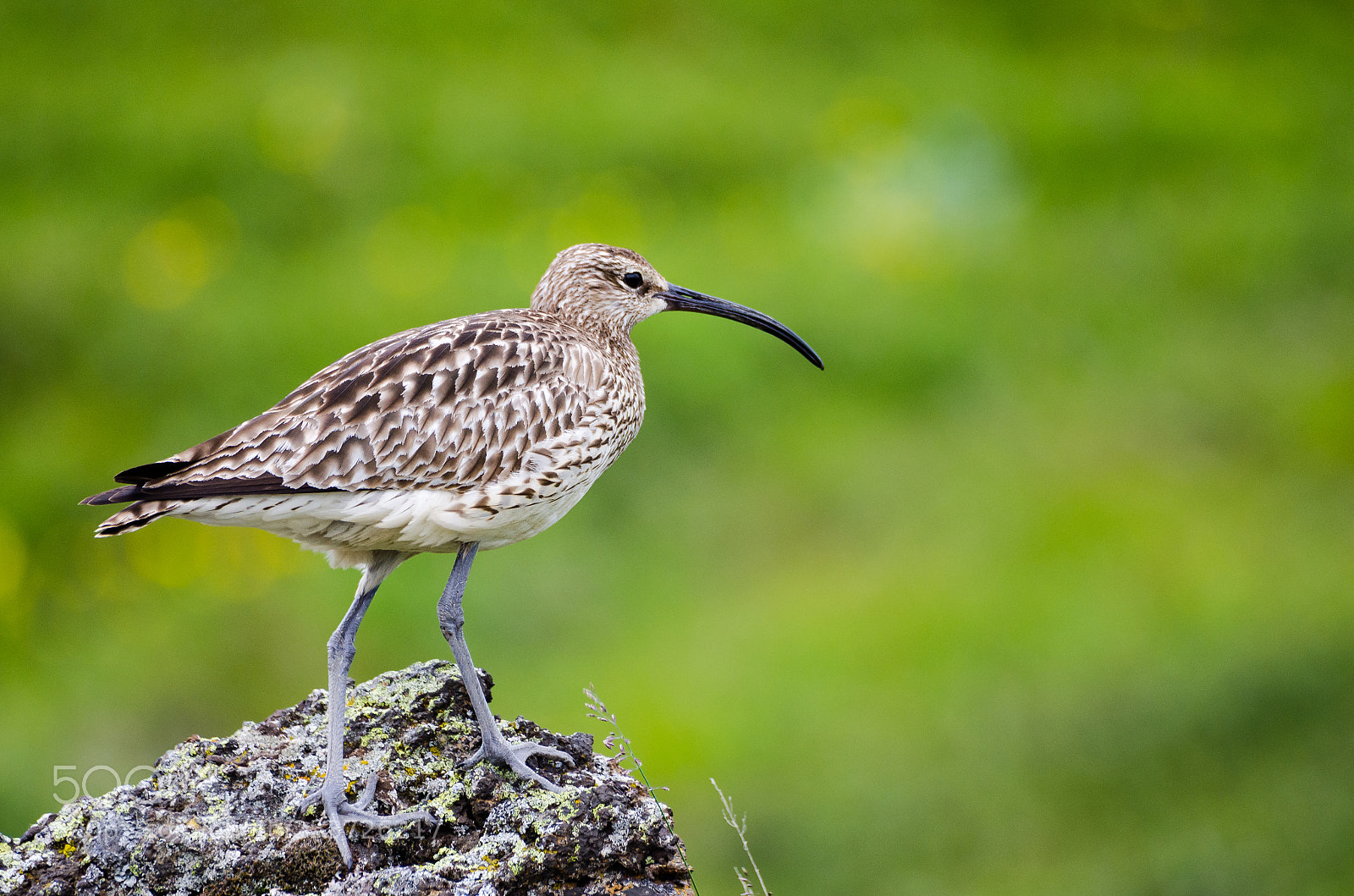 Nikon D5100 sample photo. Whimbrel photography