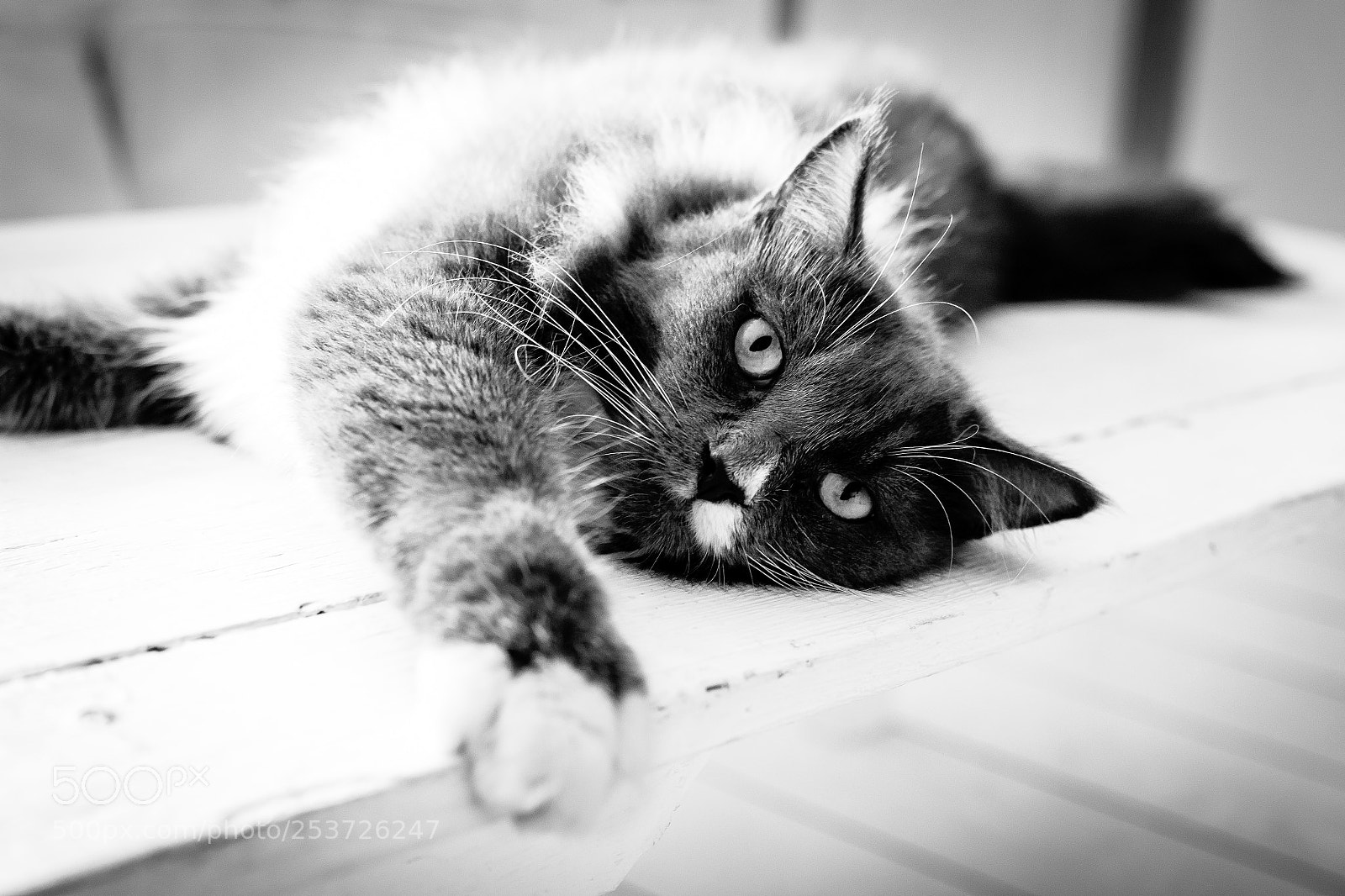 Nikon D7100 sample photo. Relaxed cat photography