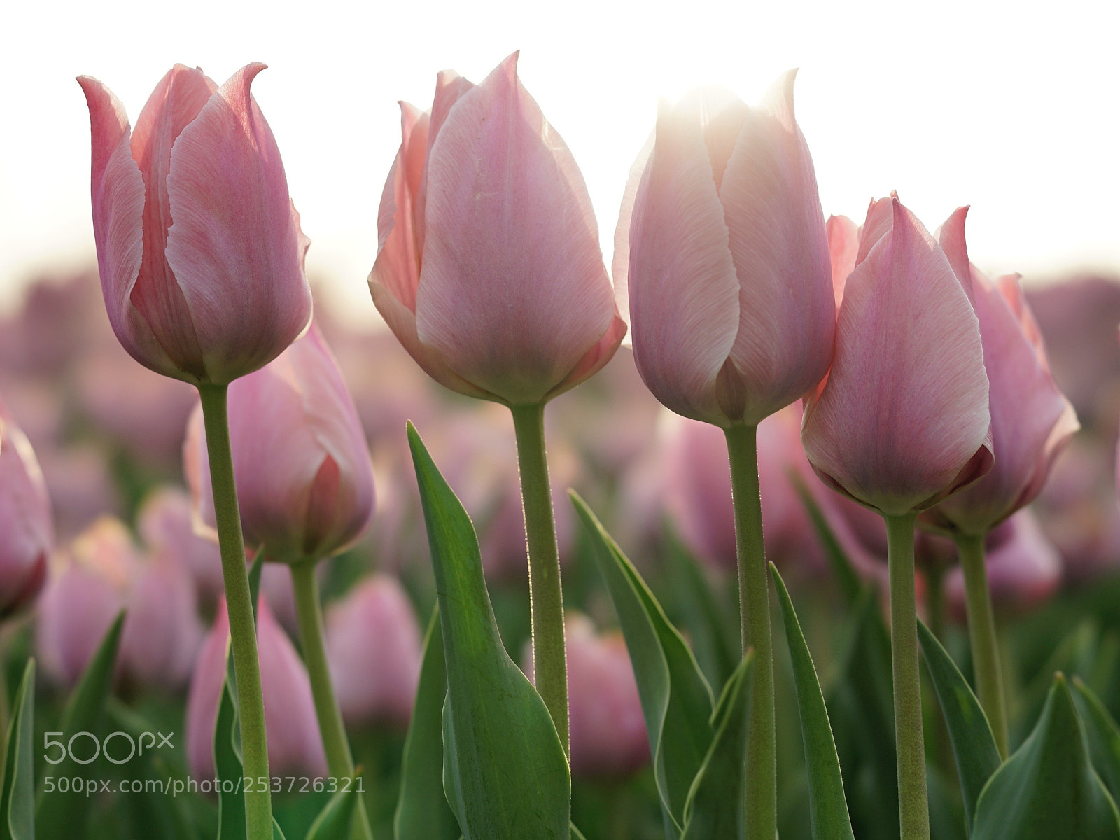 Sony a7 II sample photo. 斜阳无限 photography
