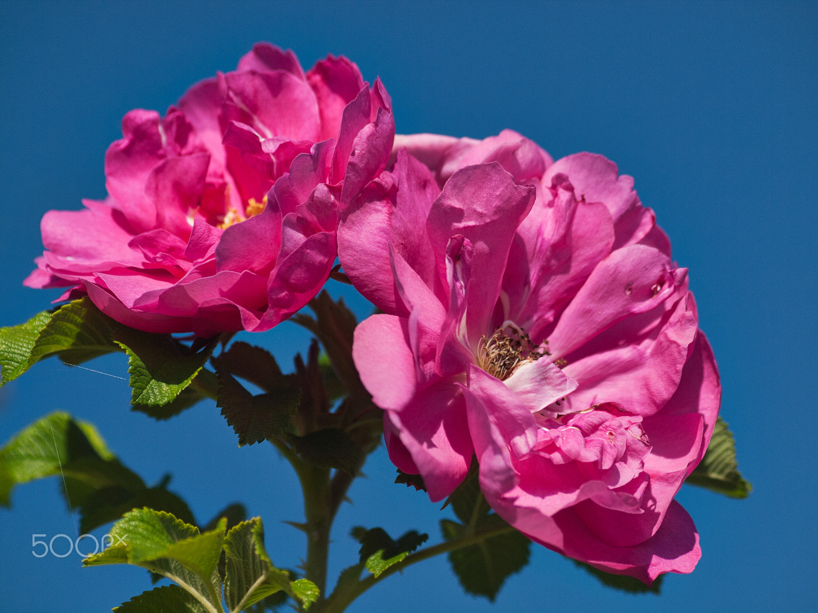Olympus E-620 (EVOLT E-620) sample photo. Against a blue sky photography