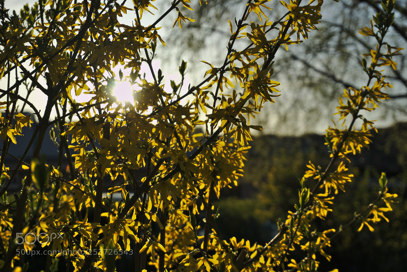 Sony a6000 sample photo. Sun_through_branches.jpg photography