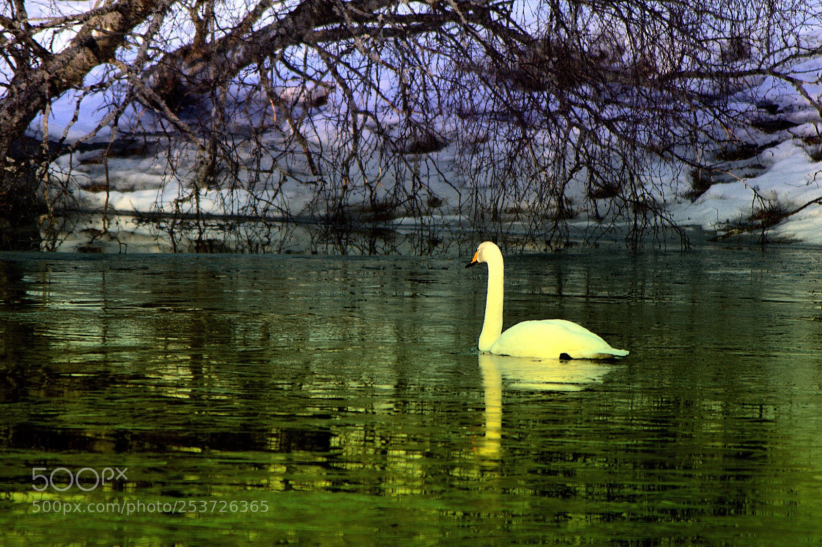Nikon D3200 sample photo. Swan photography