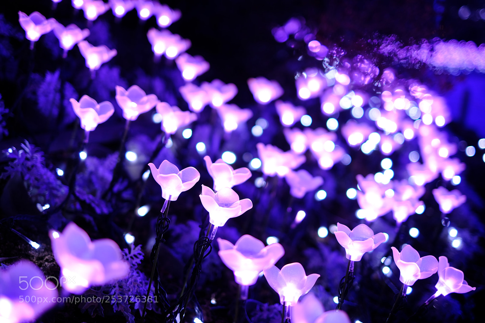 Fujifilm X-T20 sample photo. 光の花たち photography