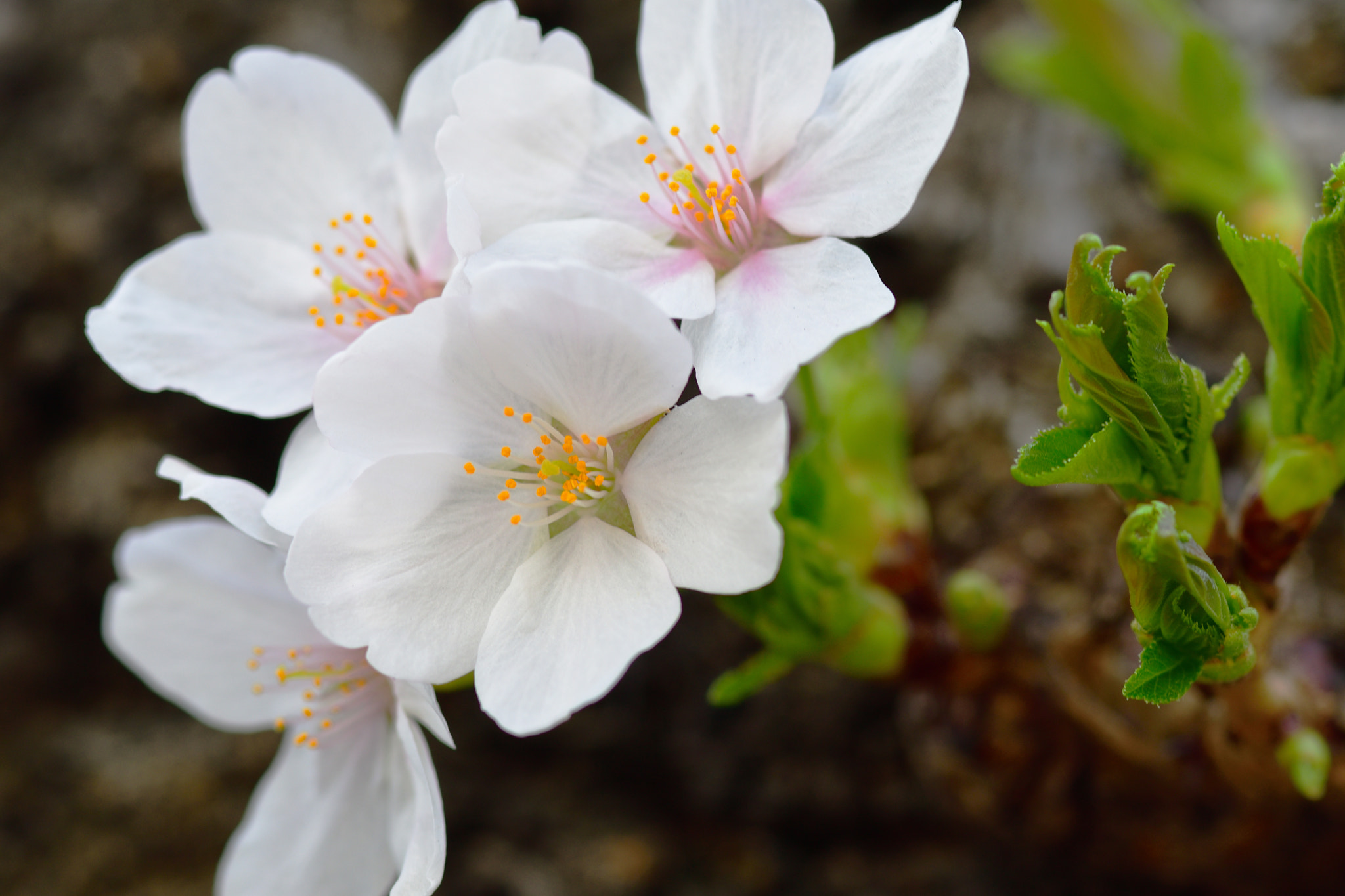 Nikon D7500 + Sigma 105mm F2.8 EX DG Macro sample photo. 桜 photography