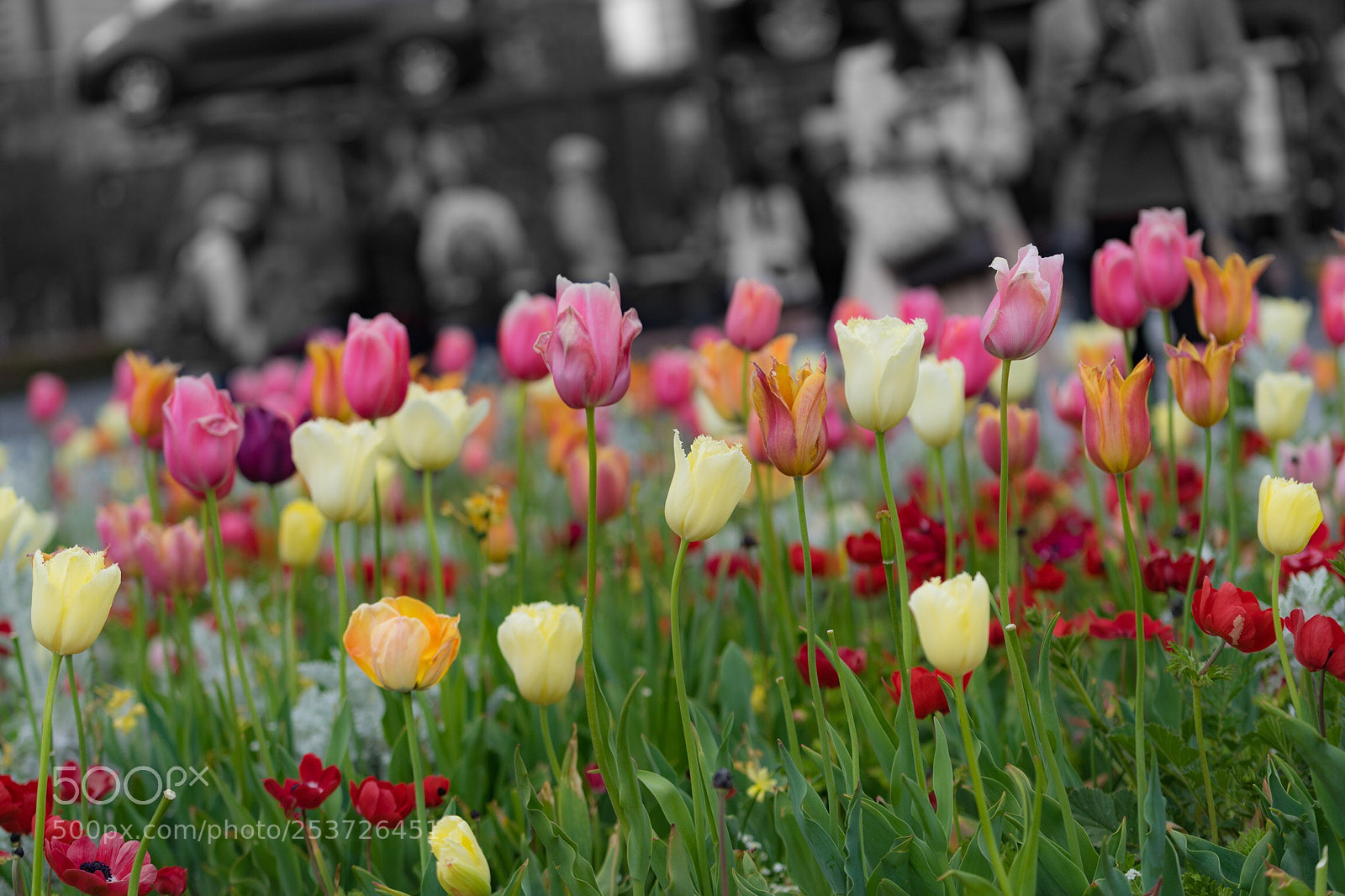 Sony a7 II sample photo. Untitled photography