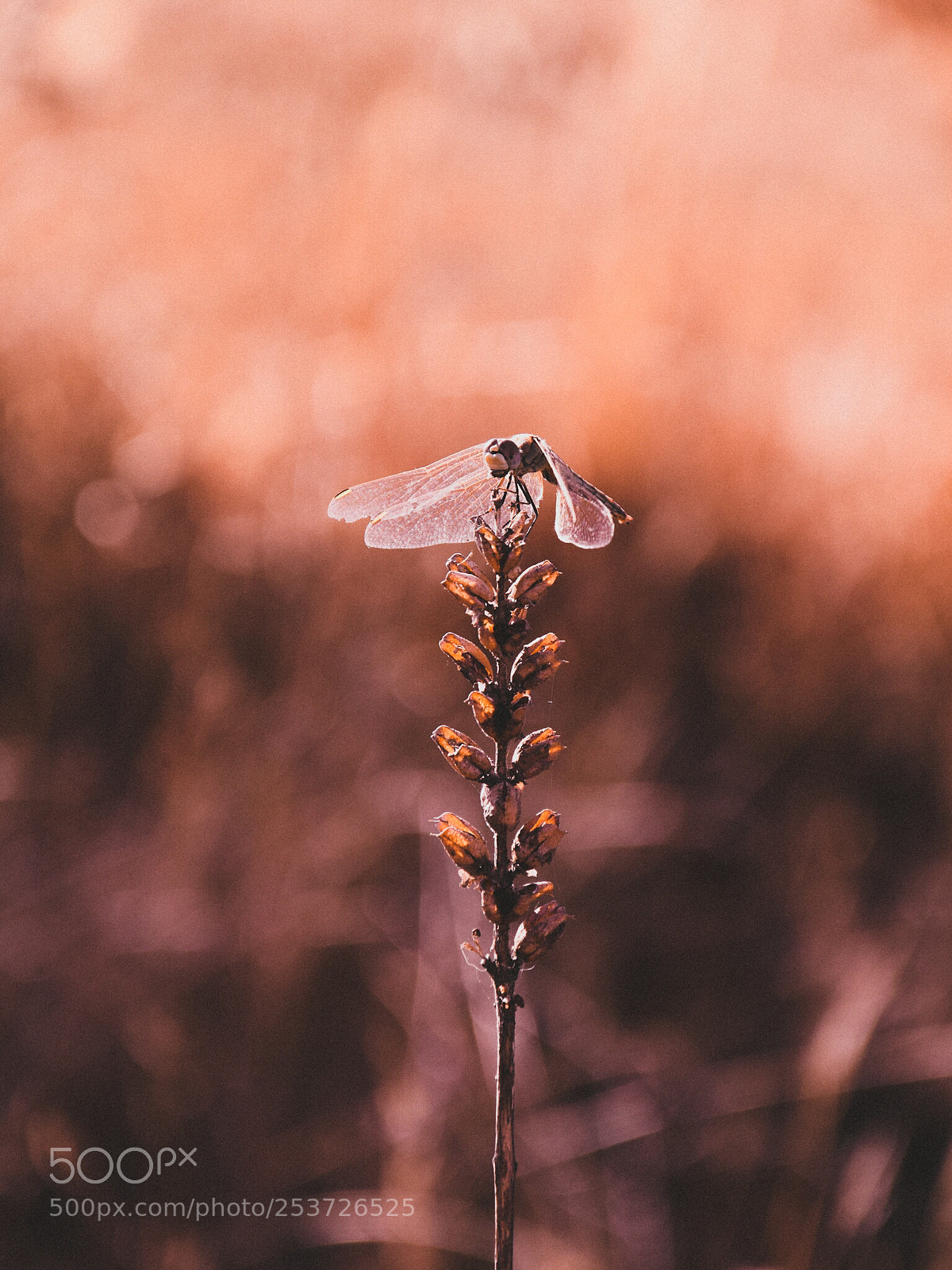 Nikon D3300 sample photo. Dragonfly photography