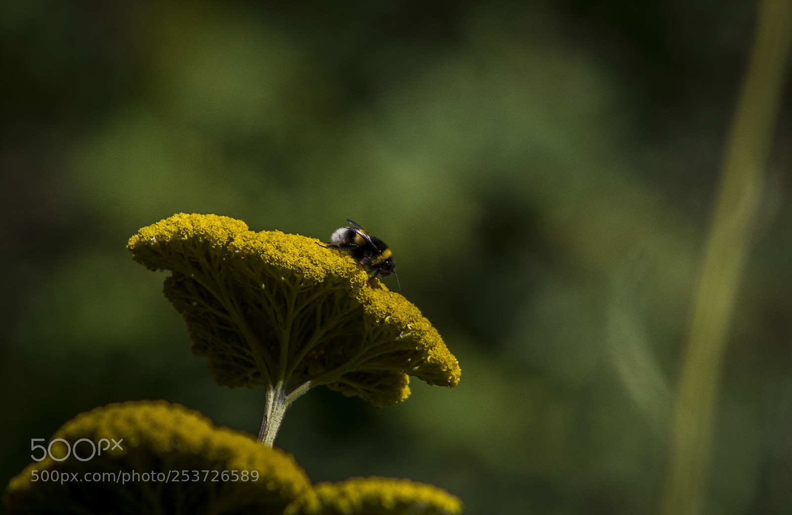 Canon EOS 1200D (EOS Rebel T5 / EOS Kiss X70 / EOS Hi) sample photo. Bee (bombus terrestris) photography