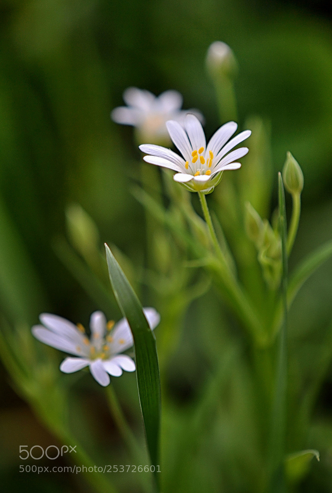Nikon D3100 sample photo. Stellaria holostea photography