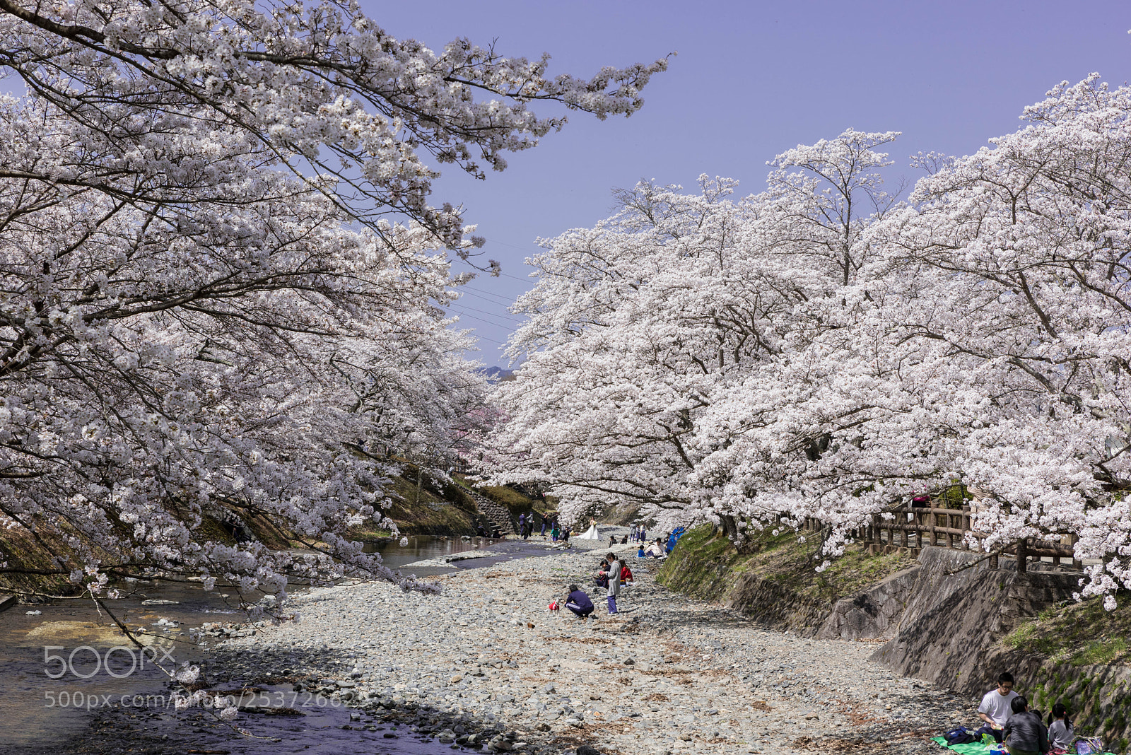 Nikon D810 sample photo. Cherry blossoms photography