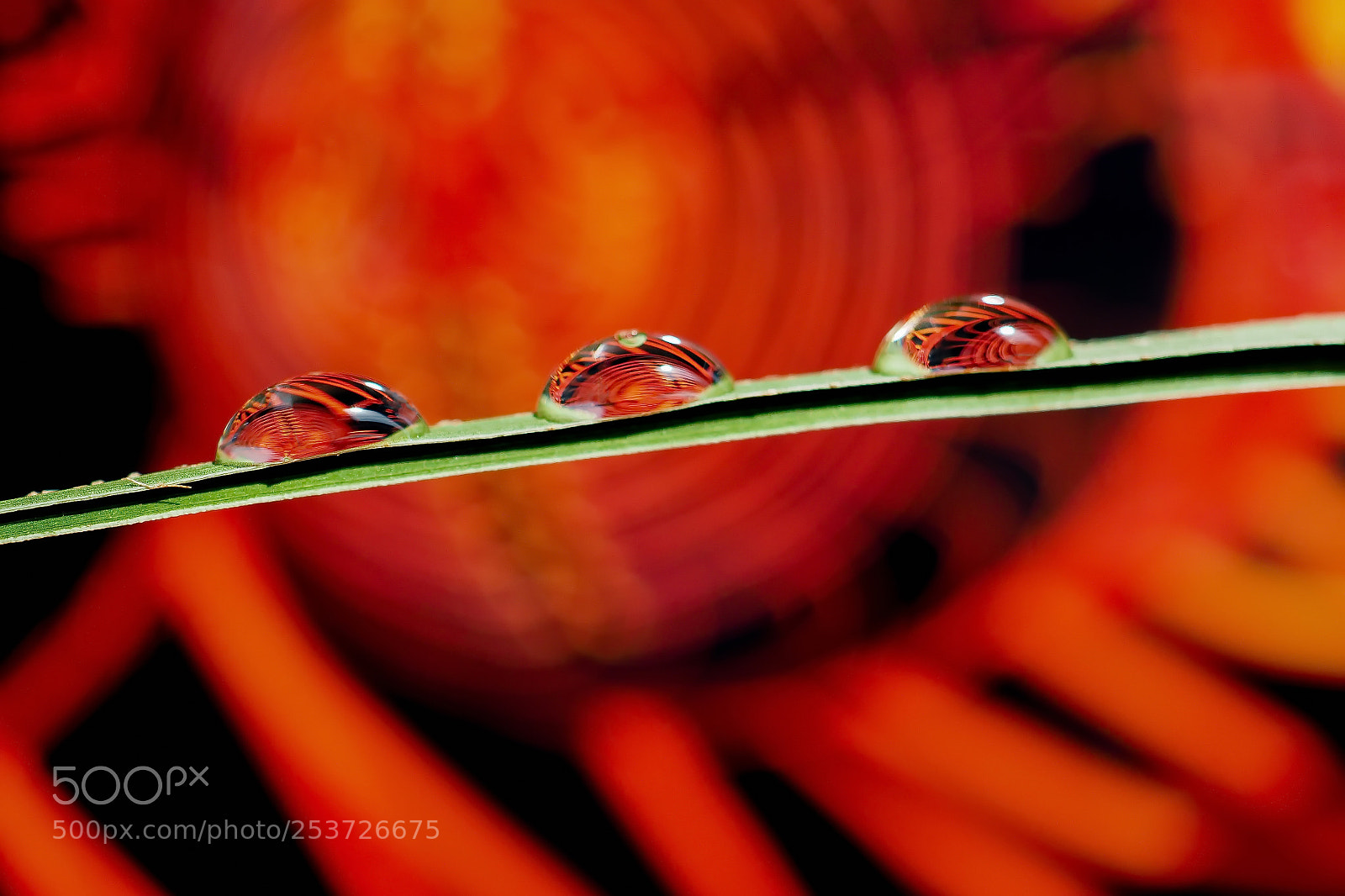 Olympus OM-D E-M10 II sample photo. Abstract drops 4 photography