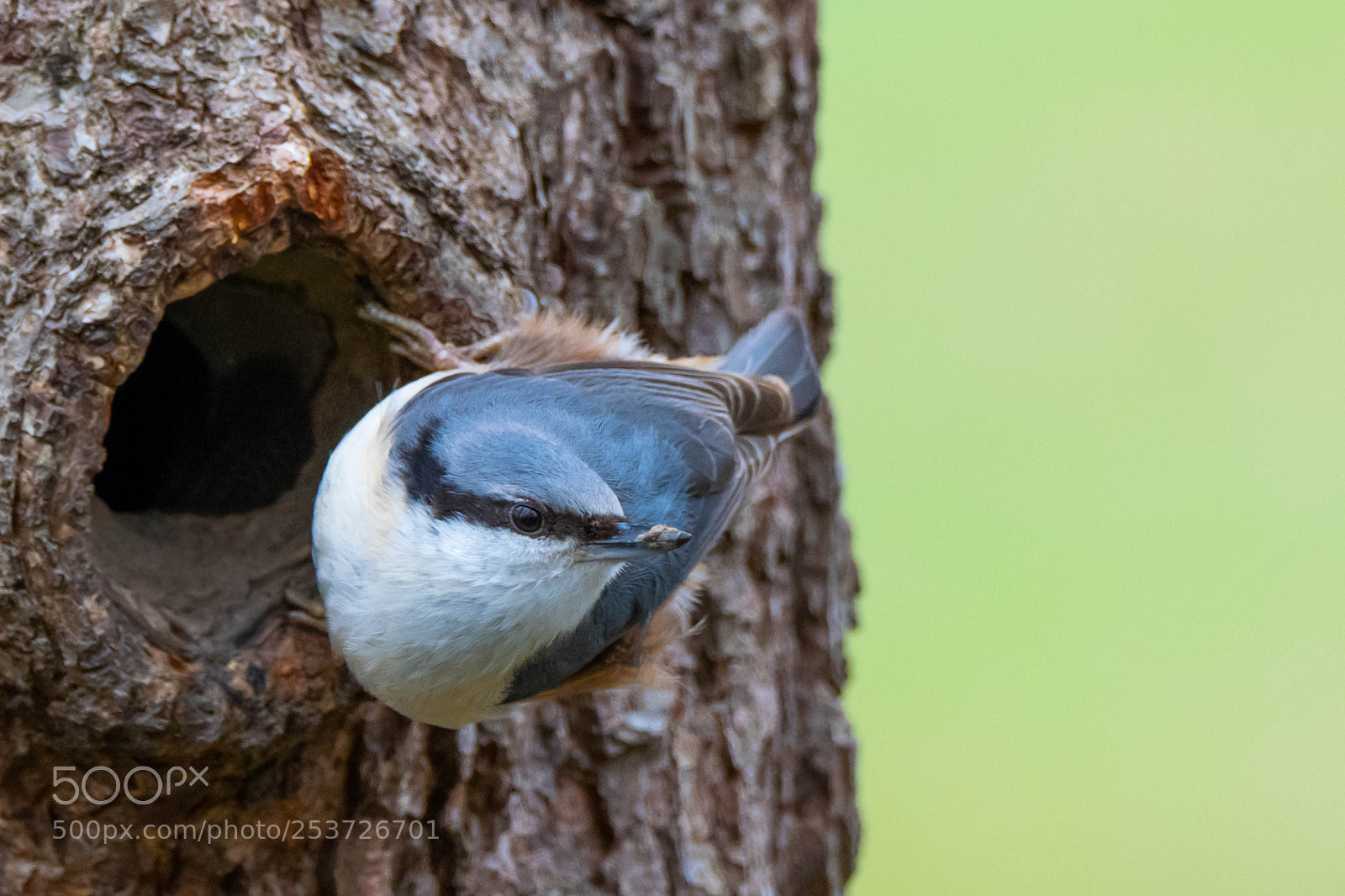 Nikon D3300 sample photo. Bird preparing the nest photography