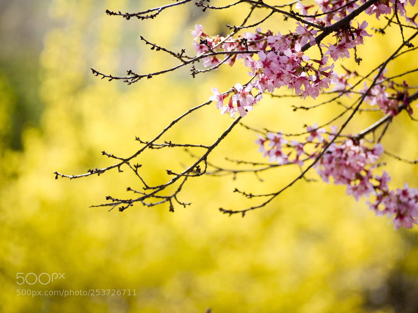 Olympus OM-D E-M1 sample photo. 2018 cherry blossom, maplewood, nj photography