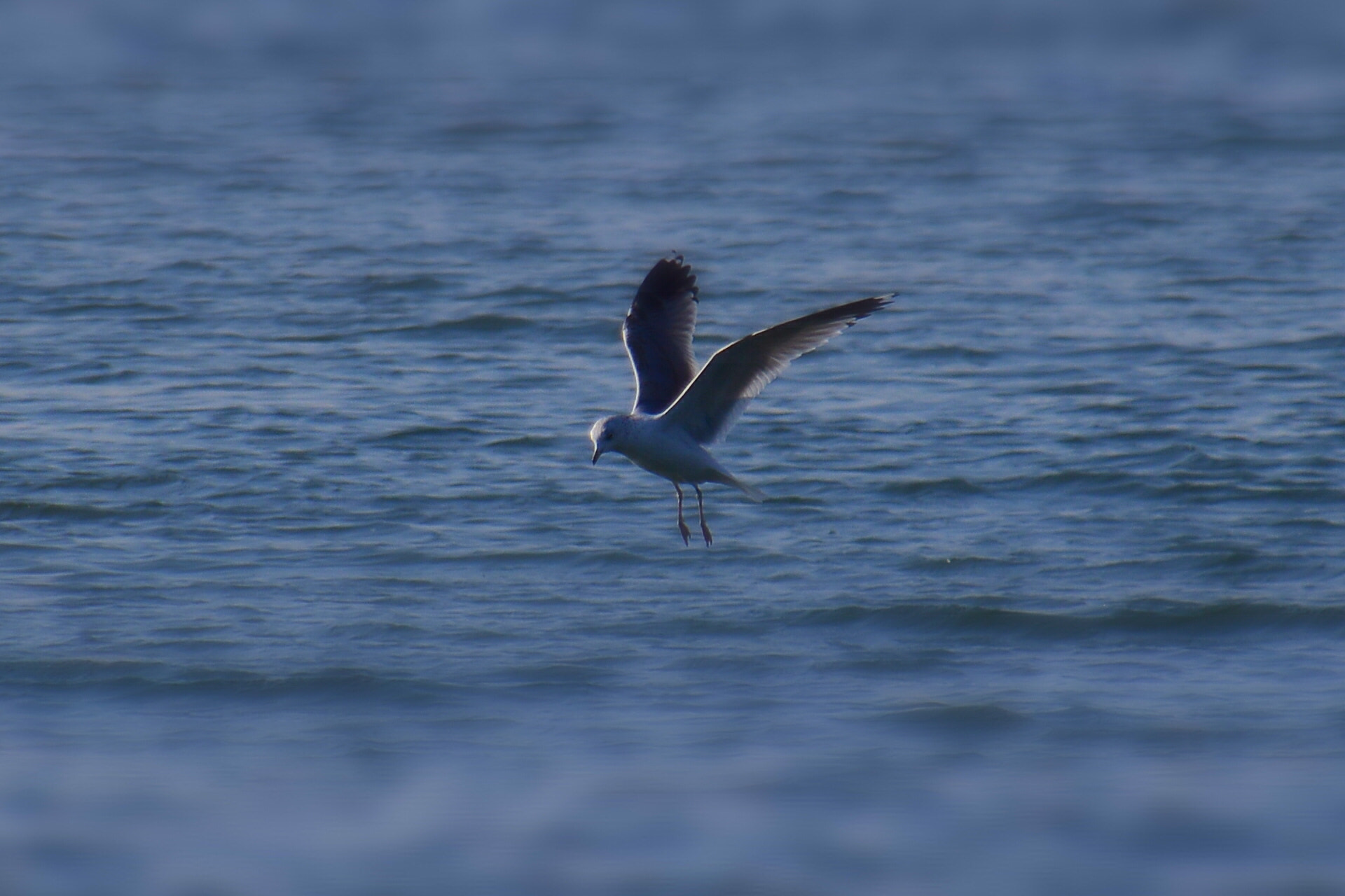 Nikon D3200 sample photo. Sad seagull photography