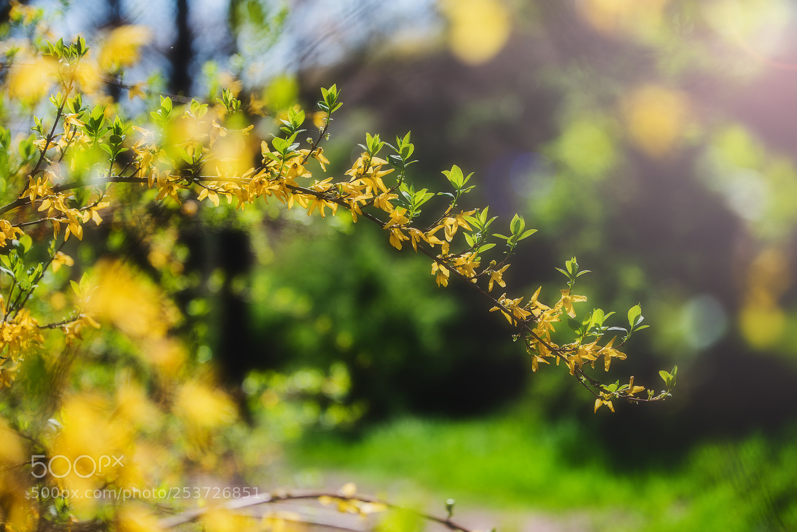 Nikon D810 sample photo. Yellow flowers photography