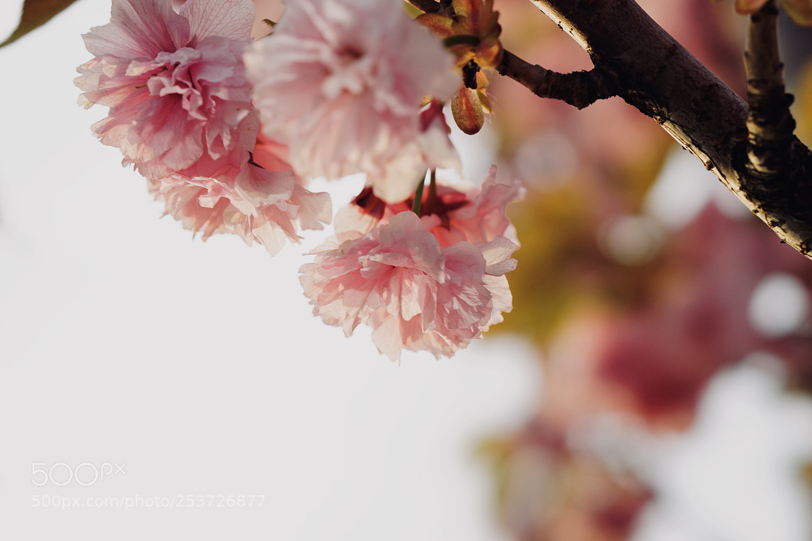Sony a7 II sample photo. 霓裳羽衣 photography