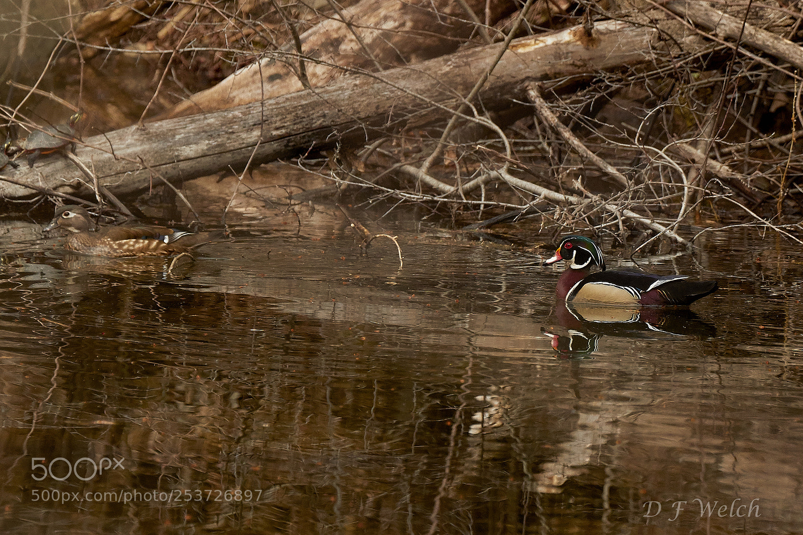 Canon EOS 7D Mark II sample photo. Wood duck-male & female photography