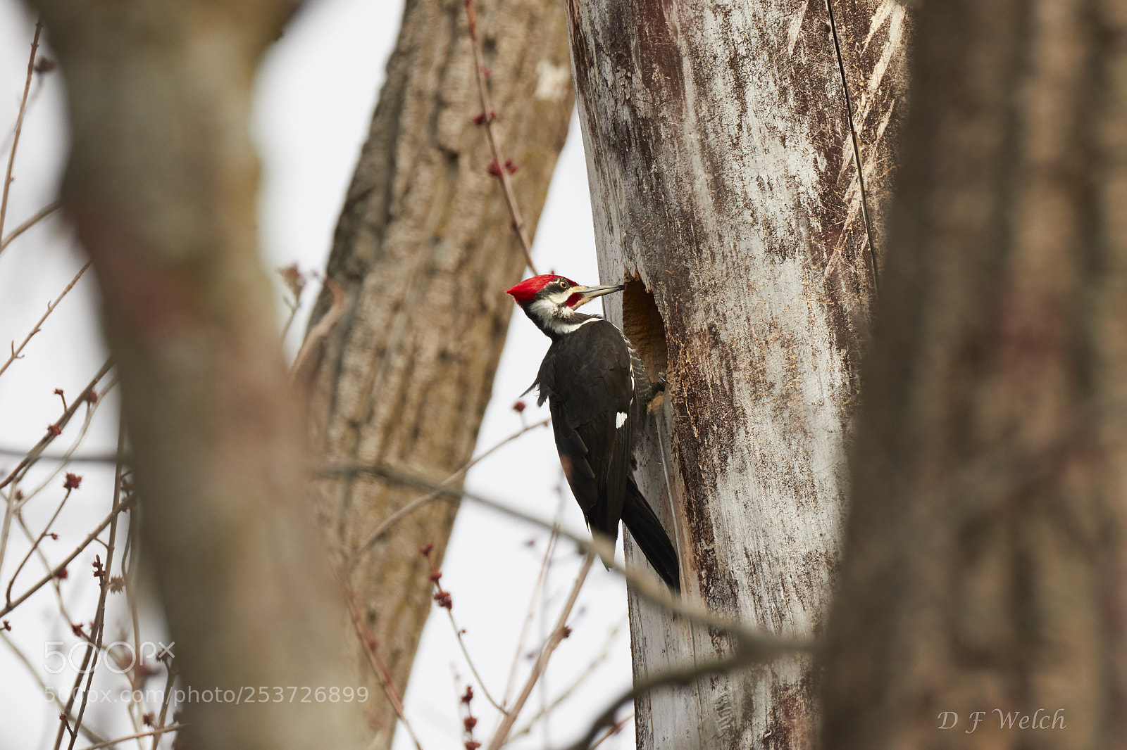 Canon EOS 7D Mark II sample photo. Pileated woodpecker-male photography